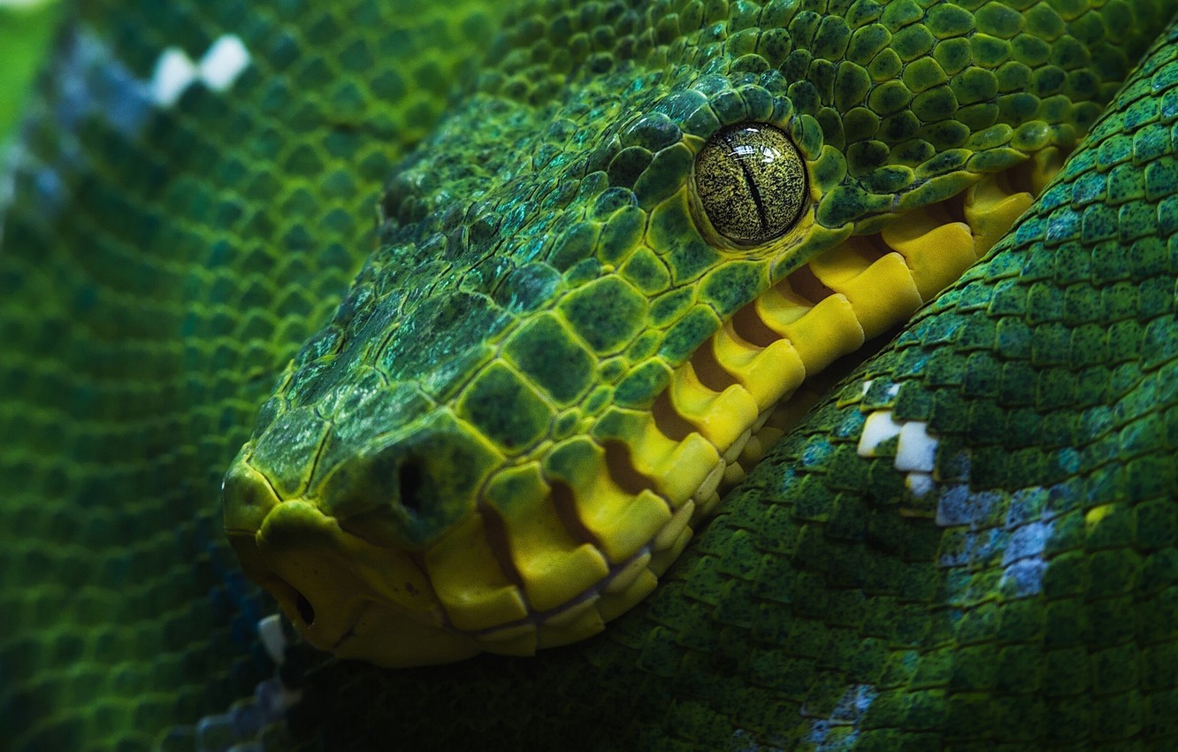 Wallpaper snake, boa, green tree boa image for desktop, section животные