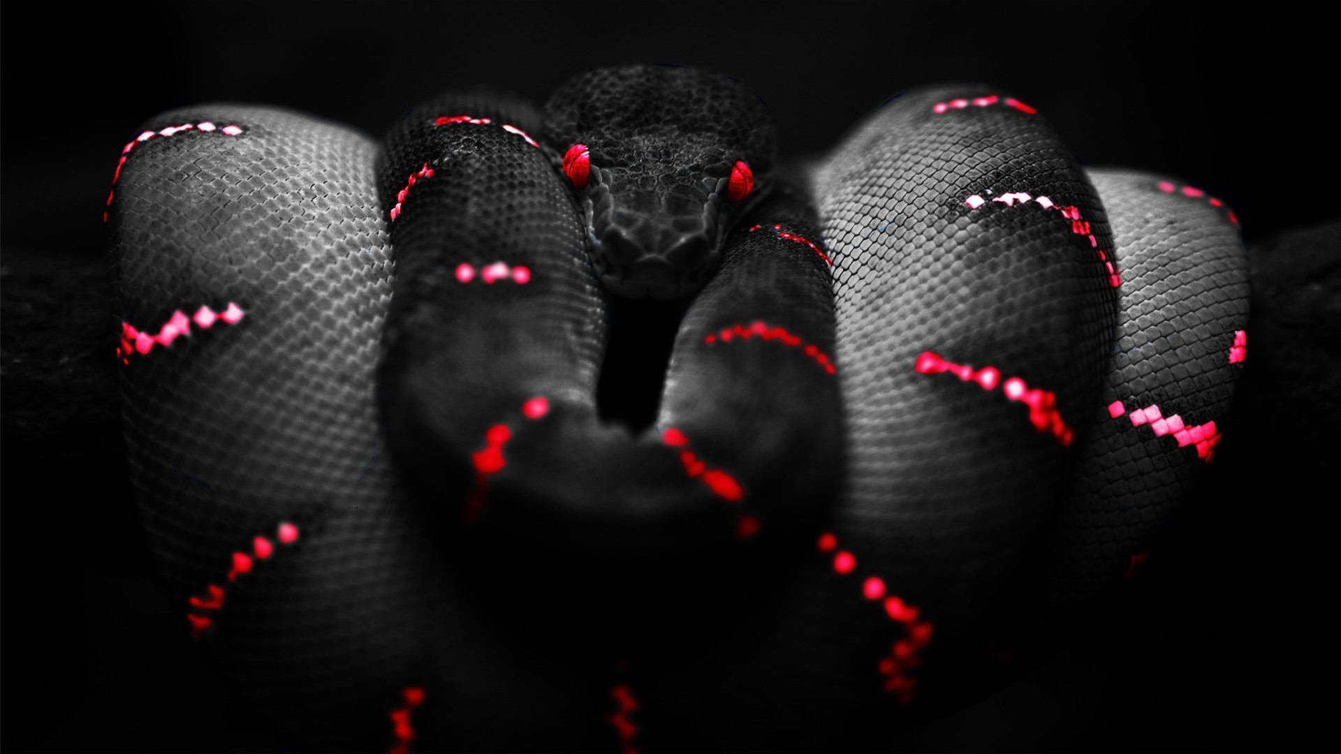 snake red black boa constrictor Wallpaper HD / Desktop and Mobile Background