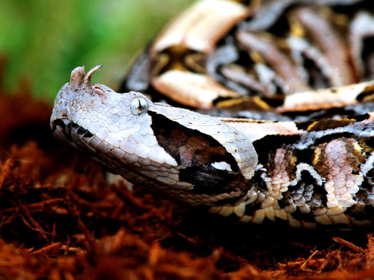 Snake, Reptile, Boa Constrictor wallpaper. TOP Free pics