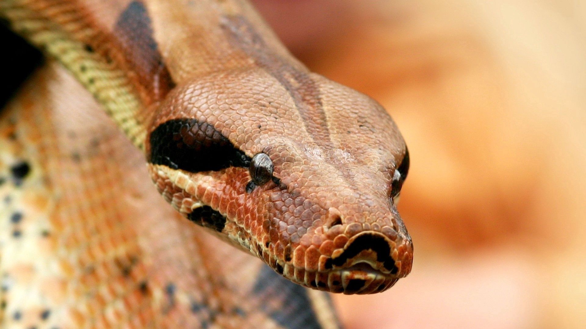 Download wallpaper 1920x1080 boa, snake, eyes, venomous full hd, hdtv, fhd, 1080p HD background