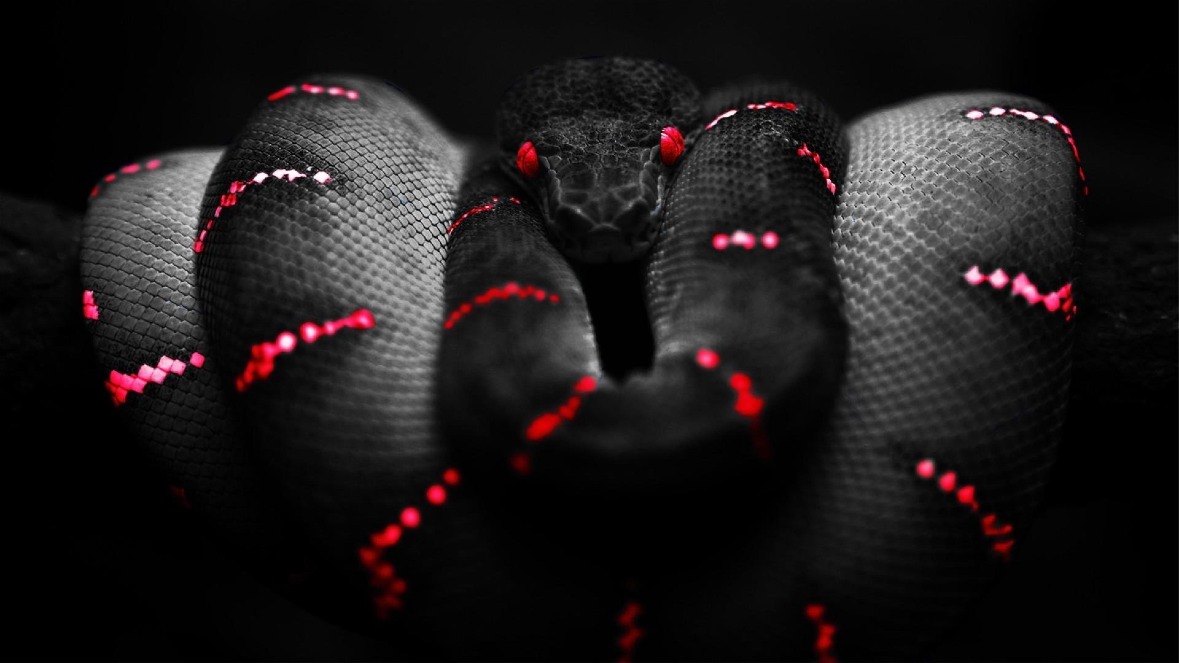 Boa Constrictor Wallpaper