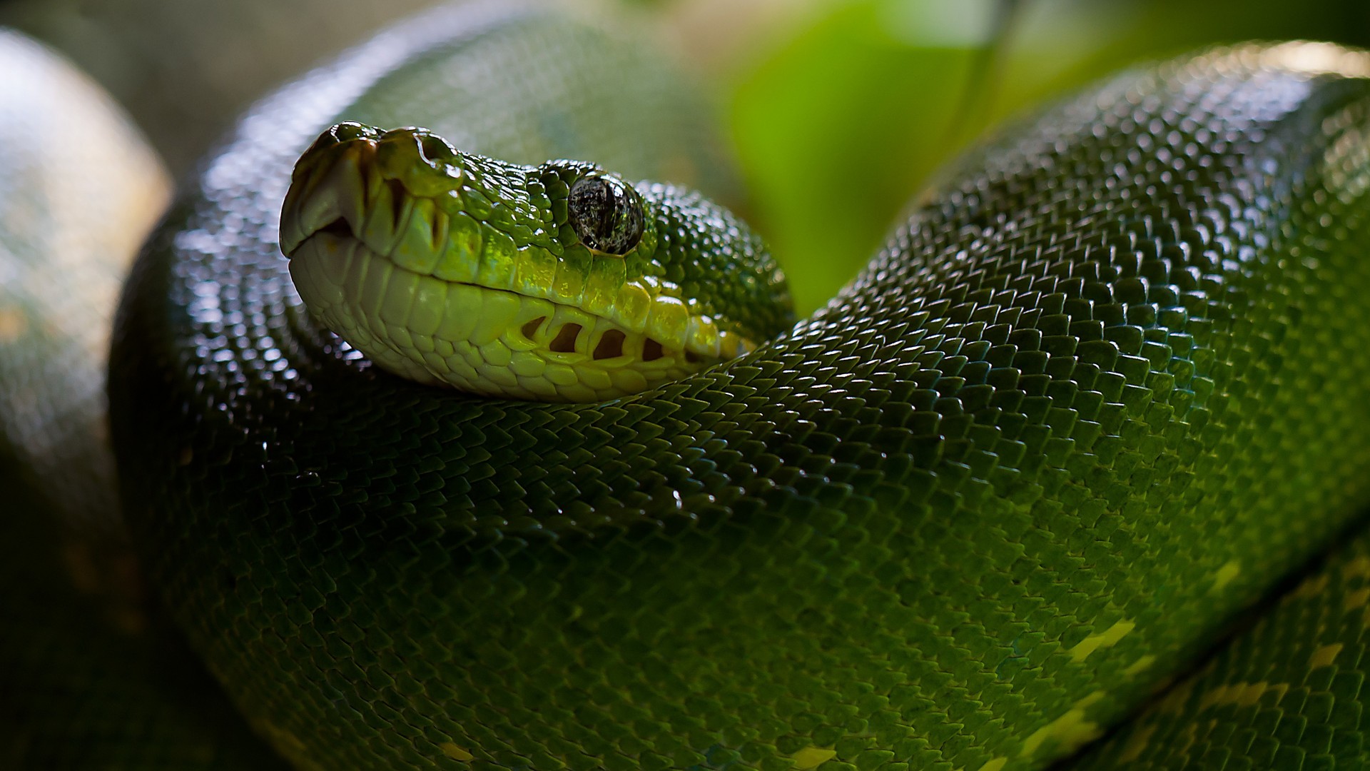Wallpaper Python, Snake, Head, Scales, Green, Boa, Animals