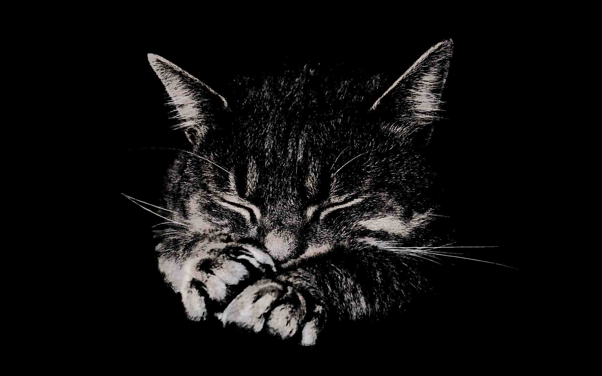 Free download Black Dream Latest HD Wallpaper Free Download [1920x1200] for your Desktop, Mobile & Tablet. Explore Dream Wallpaper Free Download. Dream Wallpaper, Dream Animated Wallpaper, Dream House Wallpaper