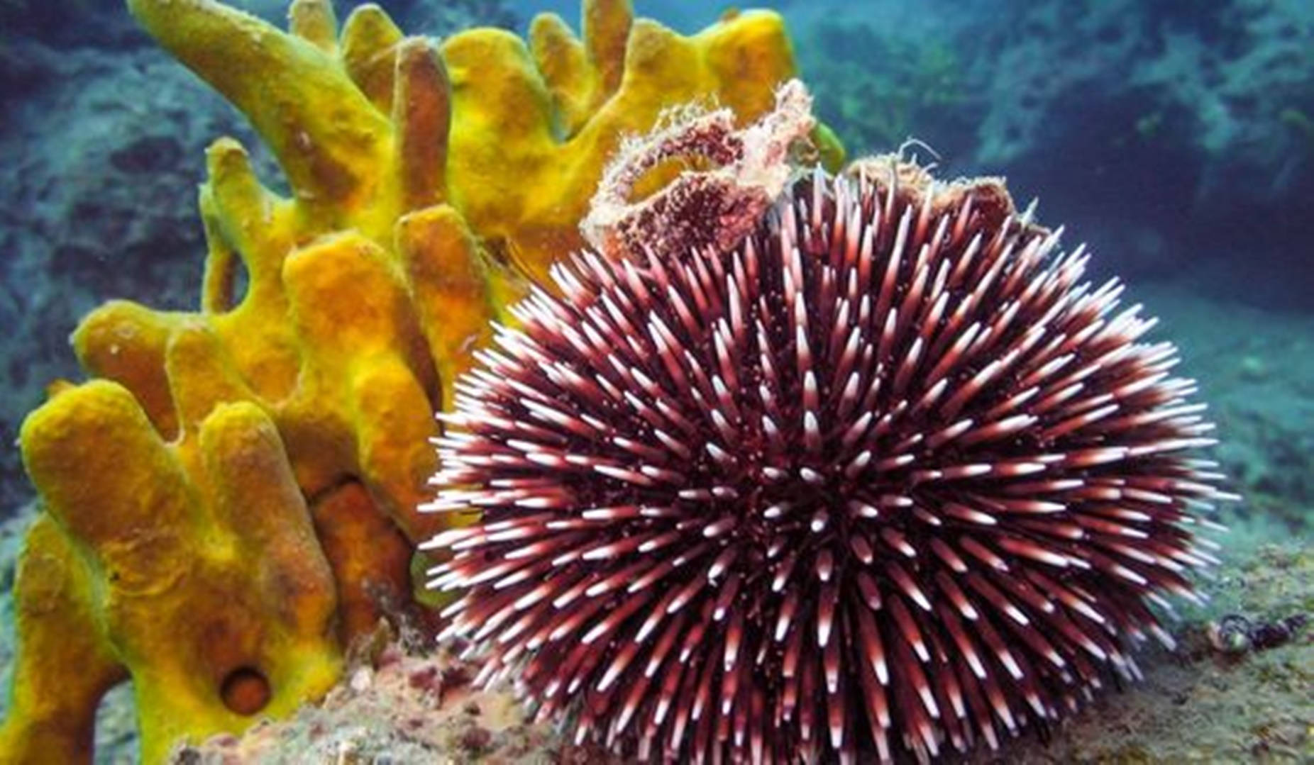 Free Sea Urchin Wallpaper Downloads, Sea Urchin Wallpaper for FREE