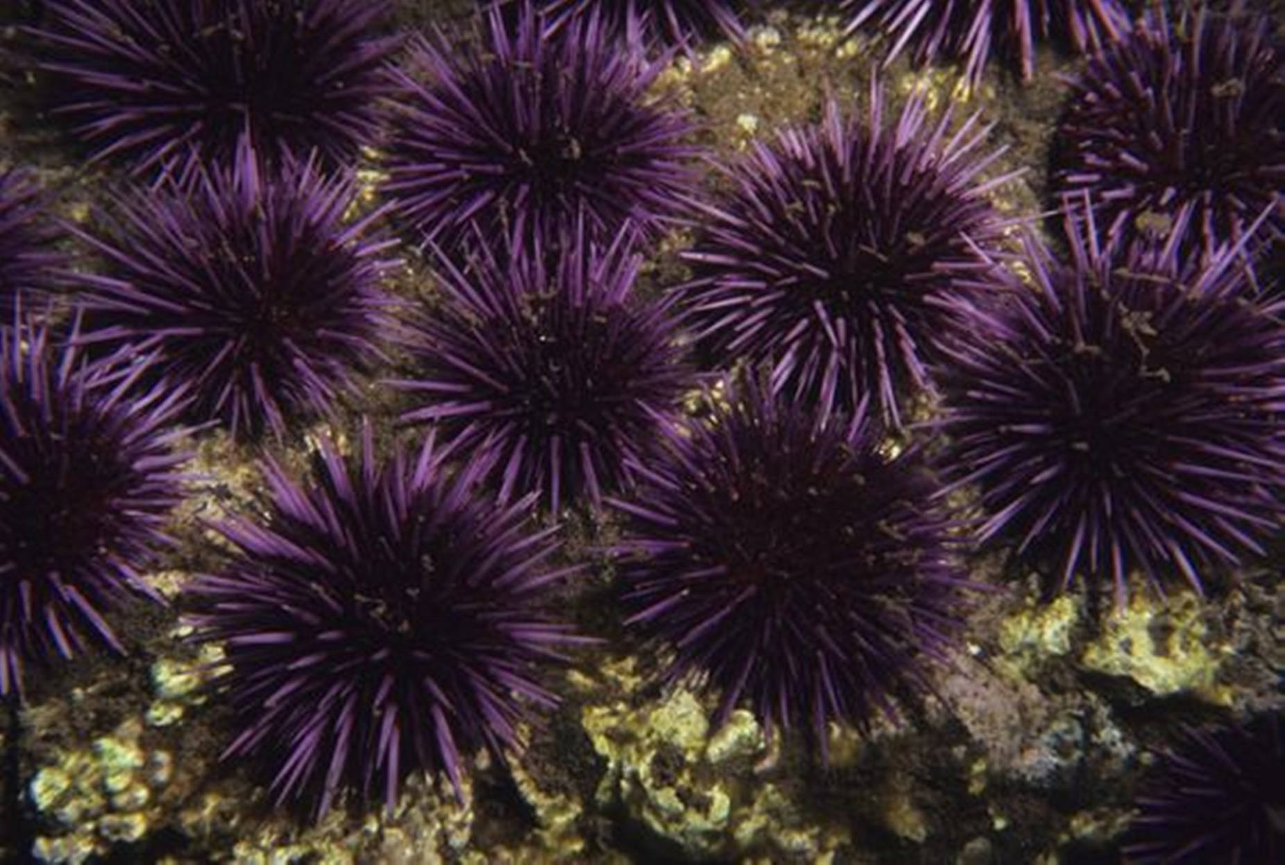 Sea Urchins Wallpapers - Wallpaper Cave