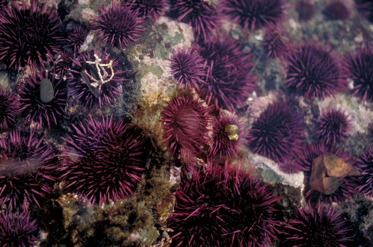 Purple sea urchin. Animals. Monterey Bay Aquarium