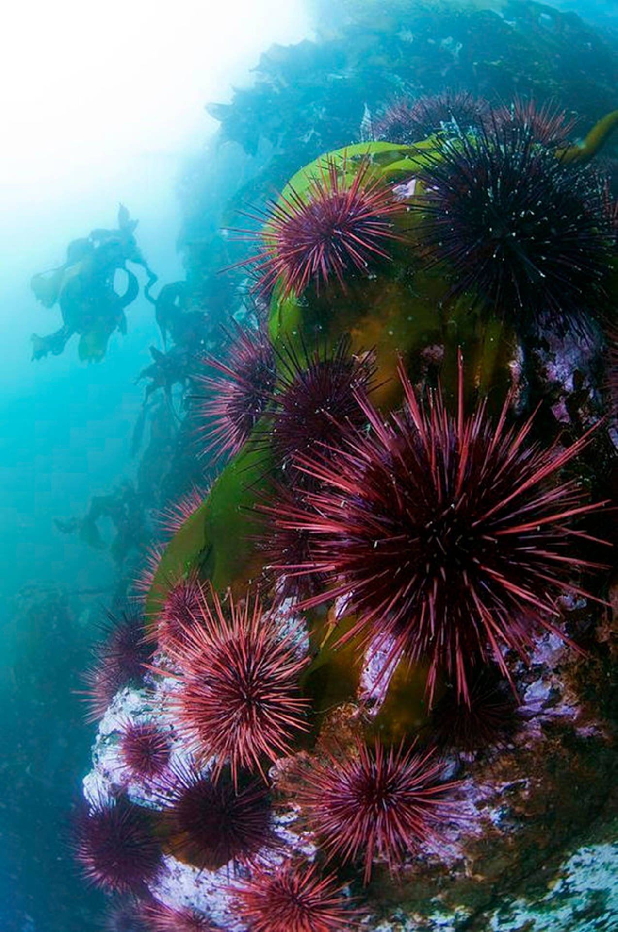 Sea Urchins Wallpapers - Wallpaper Cave