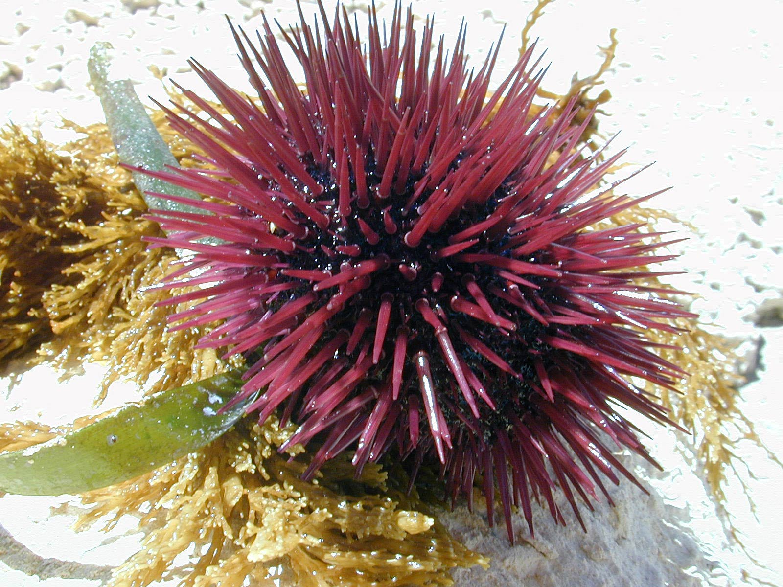 Sea Urchin Wallpaper