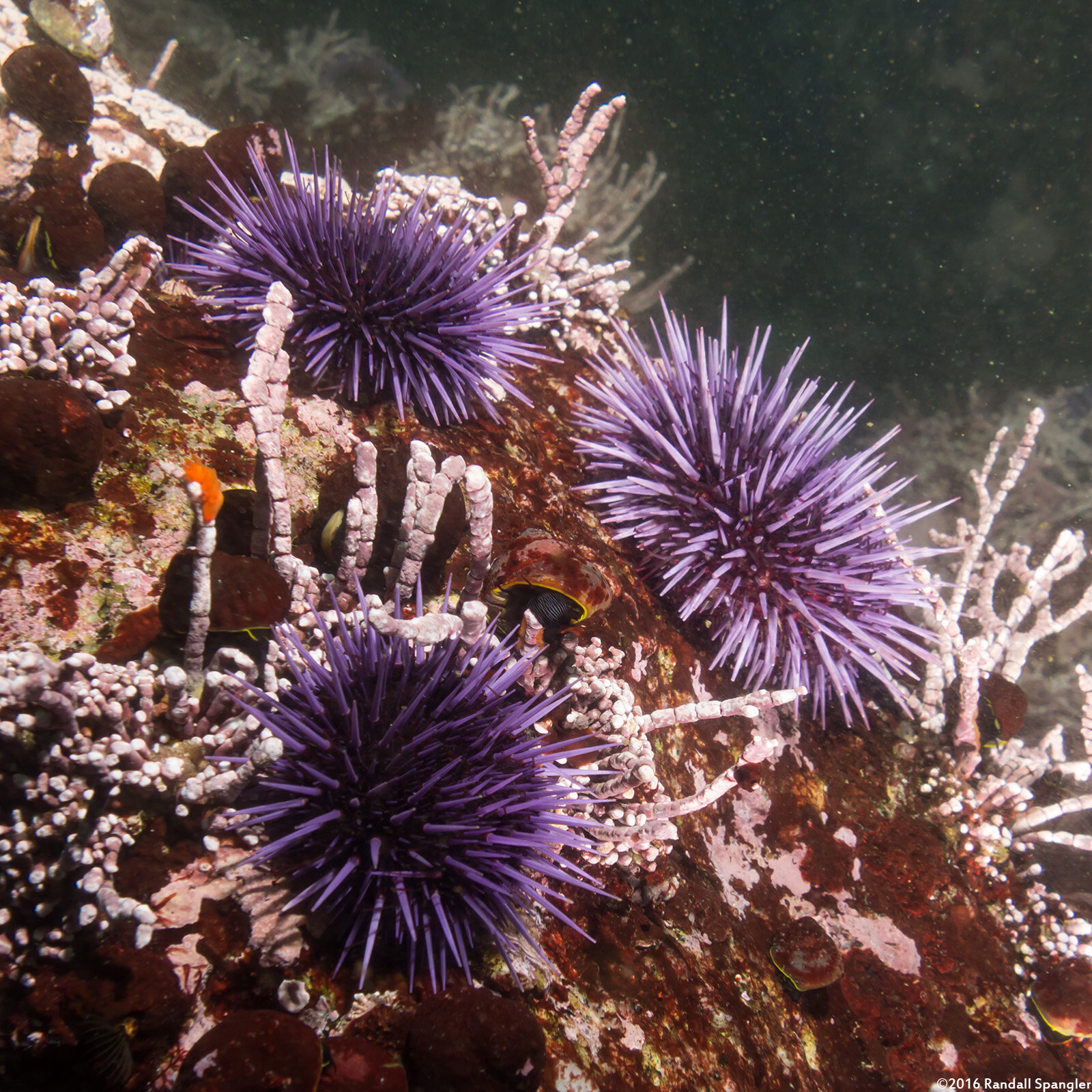 Sea Urchins Wallpapers - Wallpaper Cave