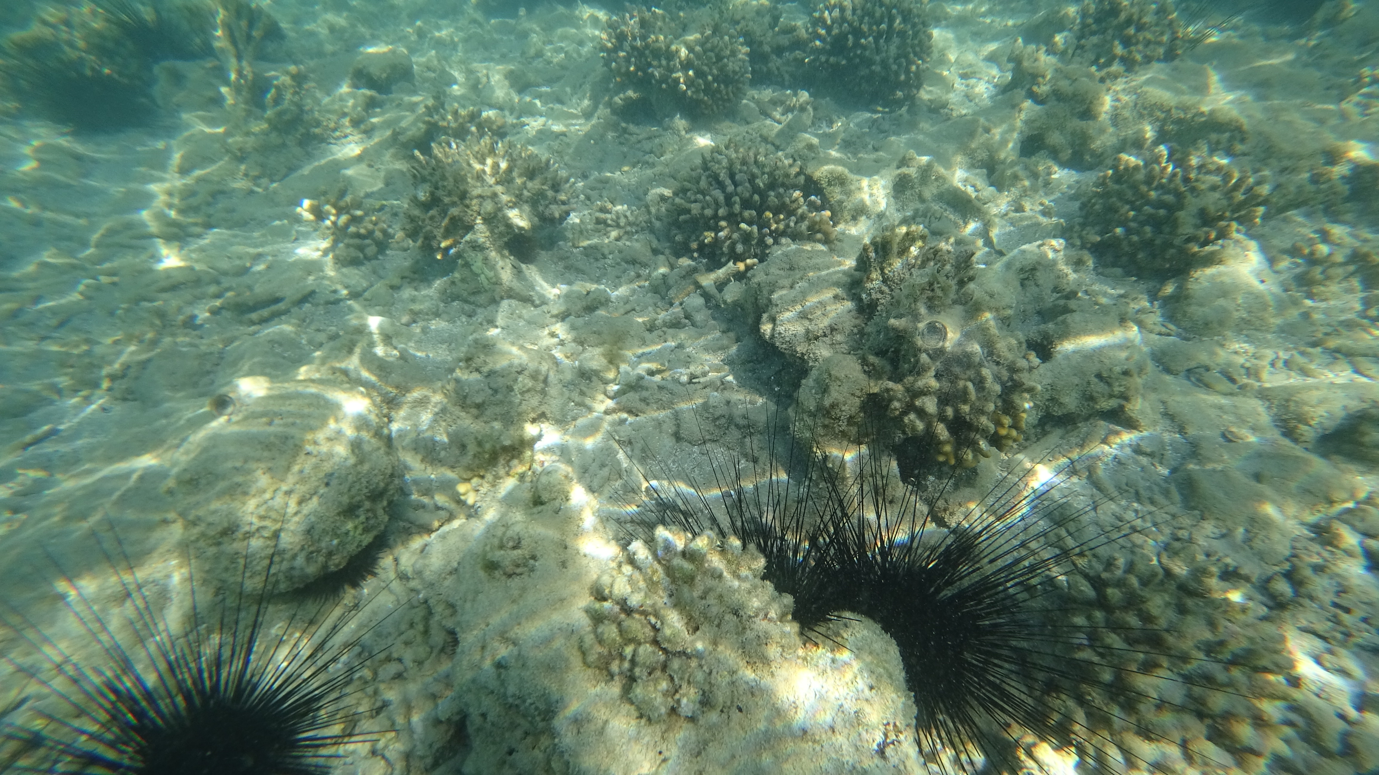 Wallpaper Underwater, Sea Urchins, Marine Biology, Ecosystem, Water, Background Free Image