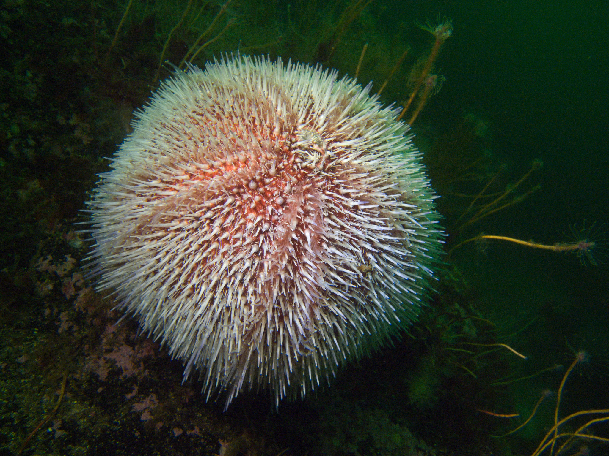 Photos of European Edible Sea Urchin (Echinus esculentus) · iNaturalist