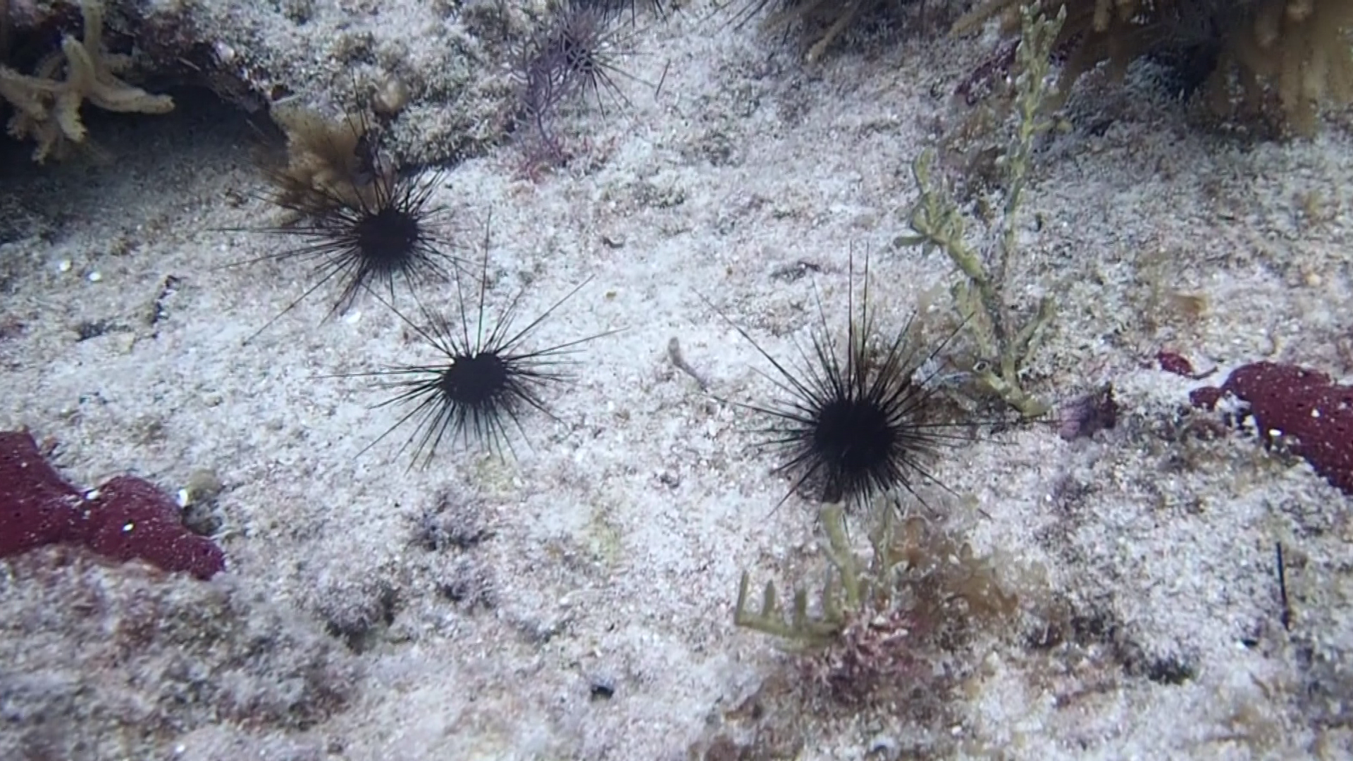 Scientists make steps toward restoring sea urchin population