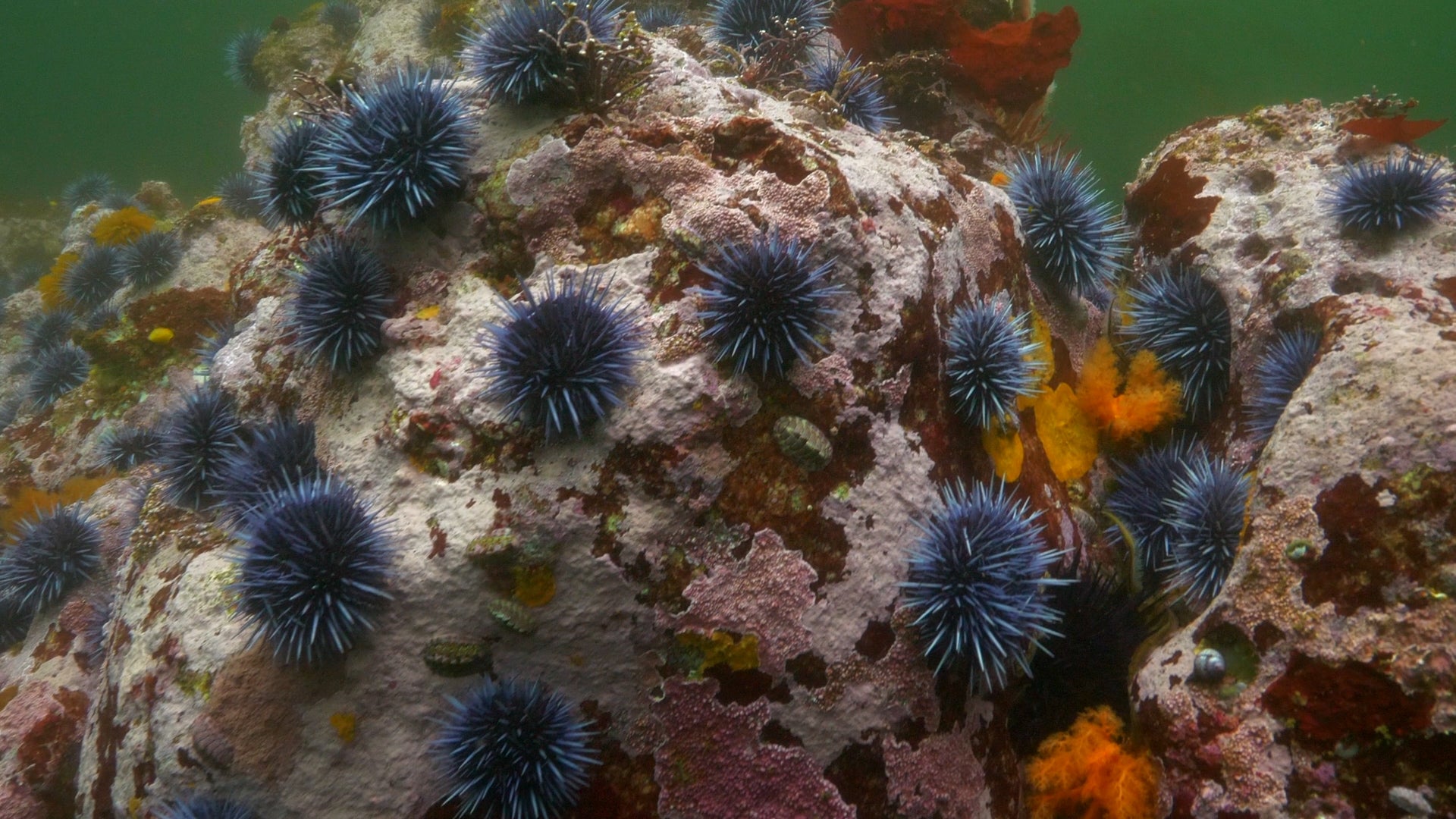 Sea Urchins a Problem in California