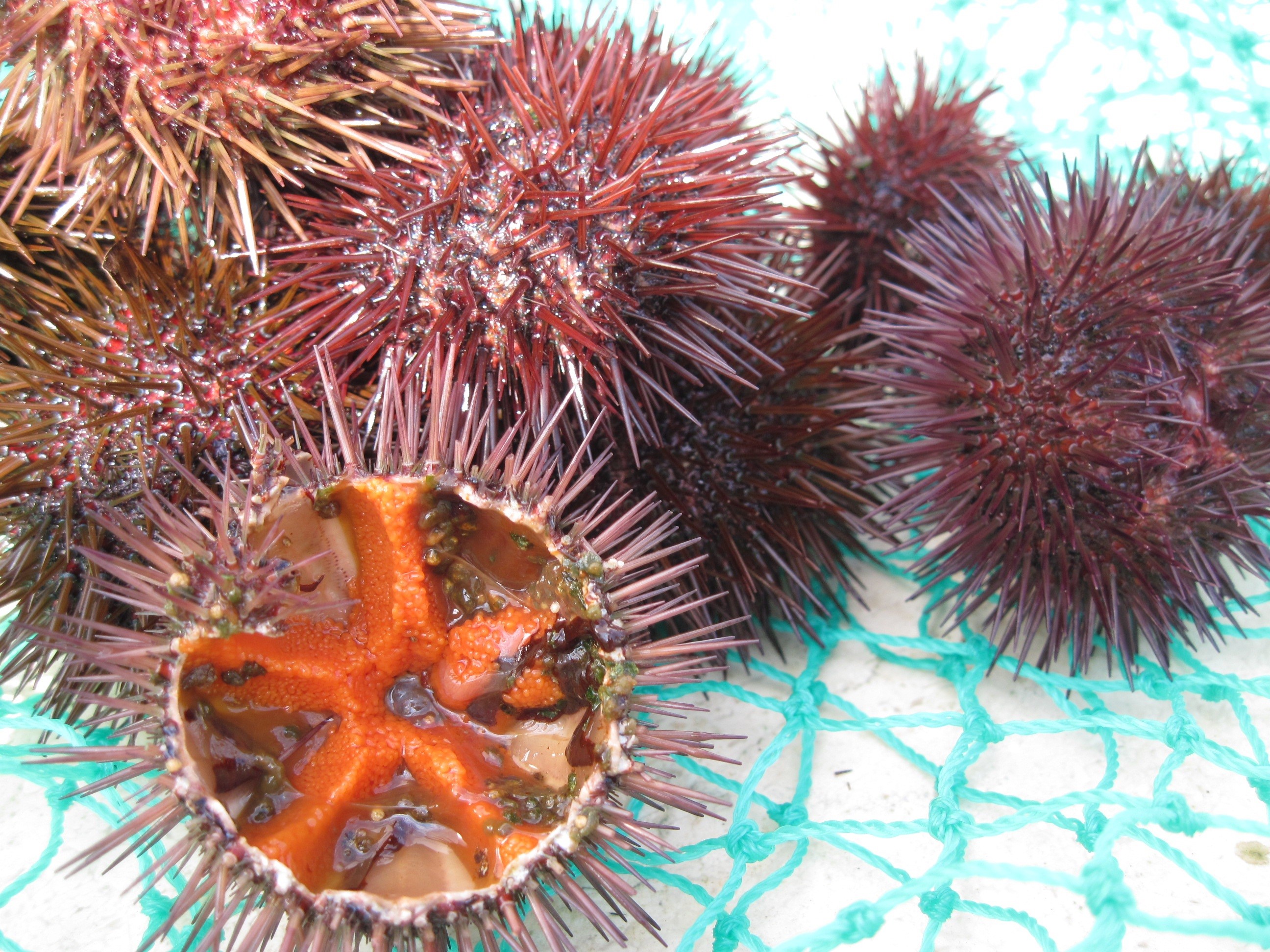 Sea Urchins Wallpapers - Wallpaper Cave