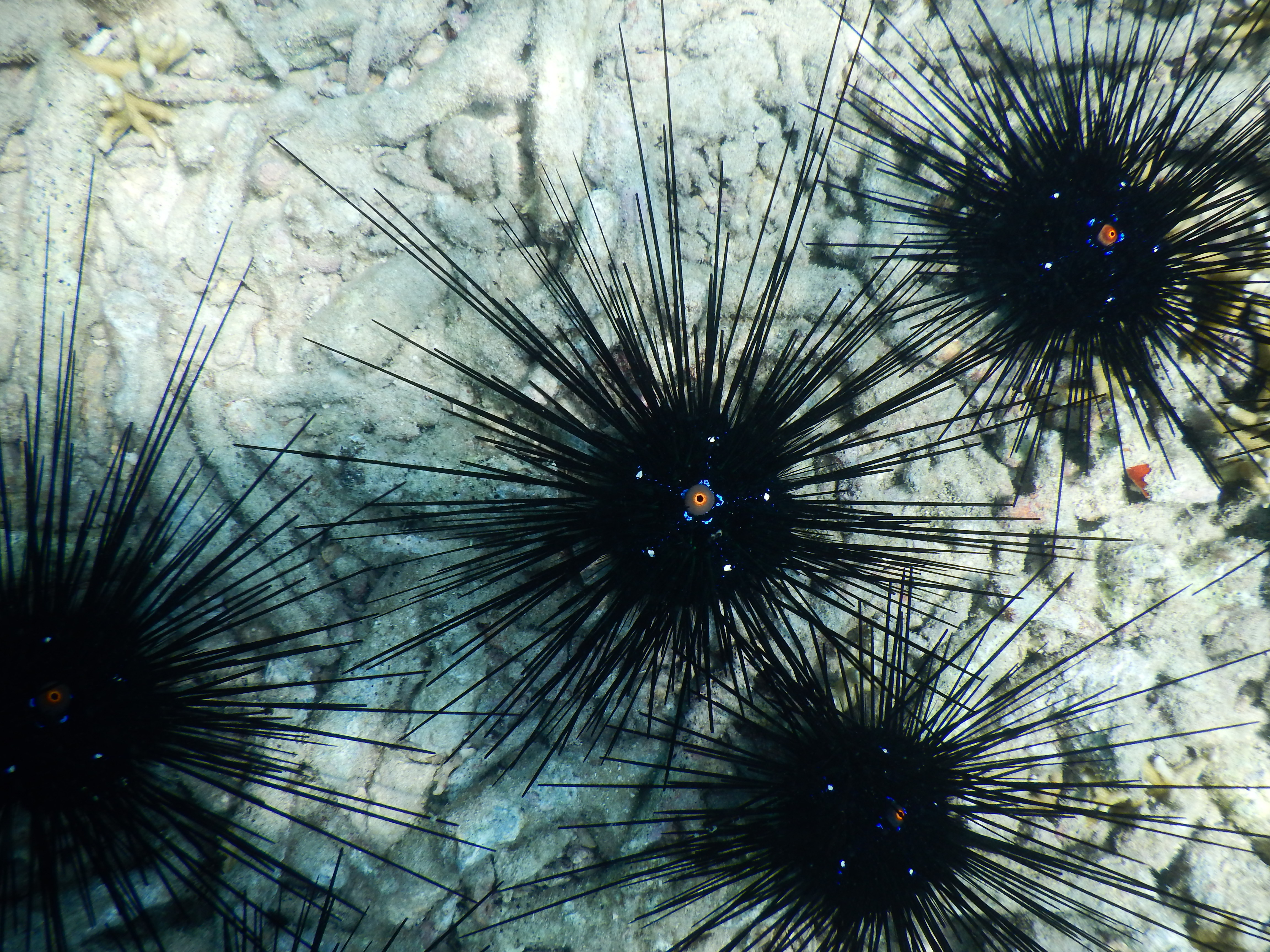 Wallpaper, sky, Malaysia, travel, wild, computer wallpaper, close up, invertebrate, marine invertebrates, organism, echinoderm, sea urchin, malasia, tioman, seaurchin, graphy 4608x3456