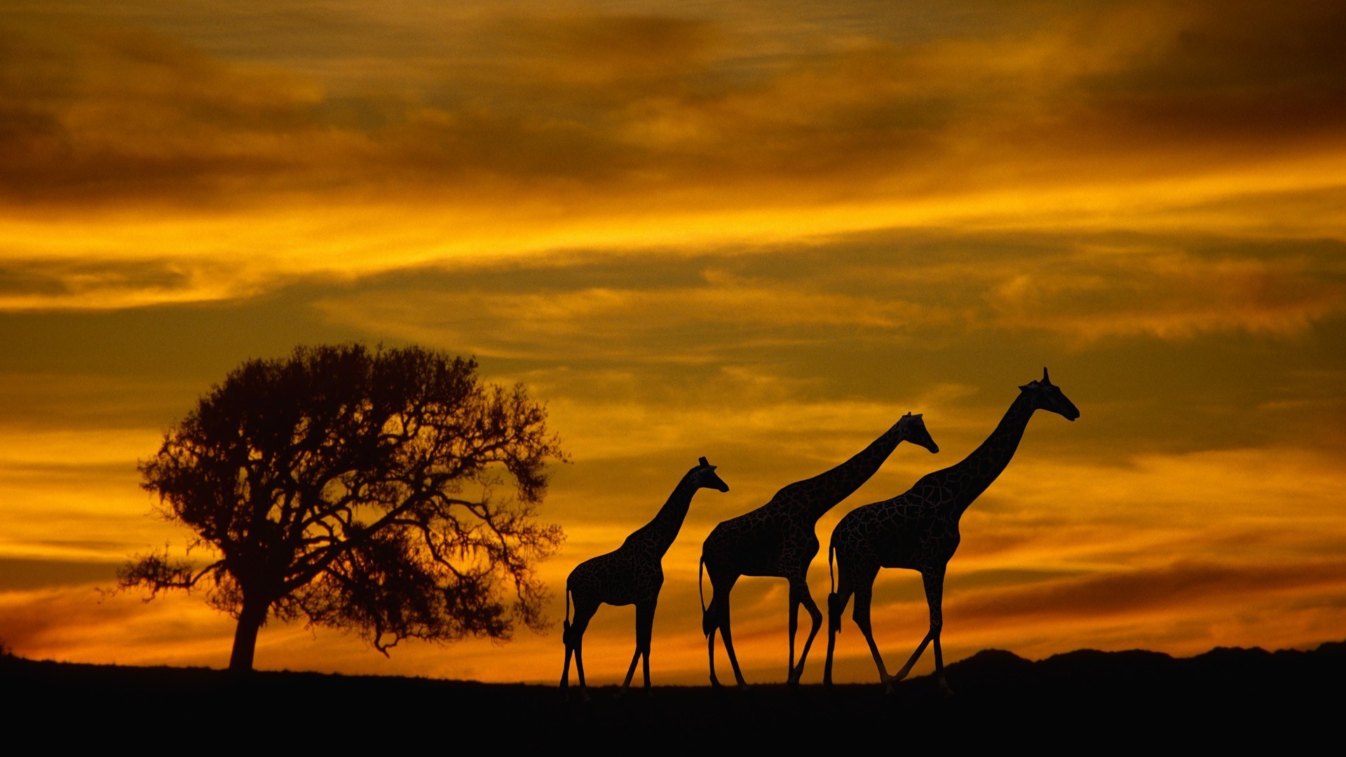 1920x1080 africa giraffes animals wildlife sunset silhouette clouds sky trees wallpaper JPG 319 kB Gallery HD Wallpaper