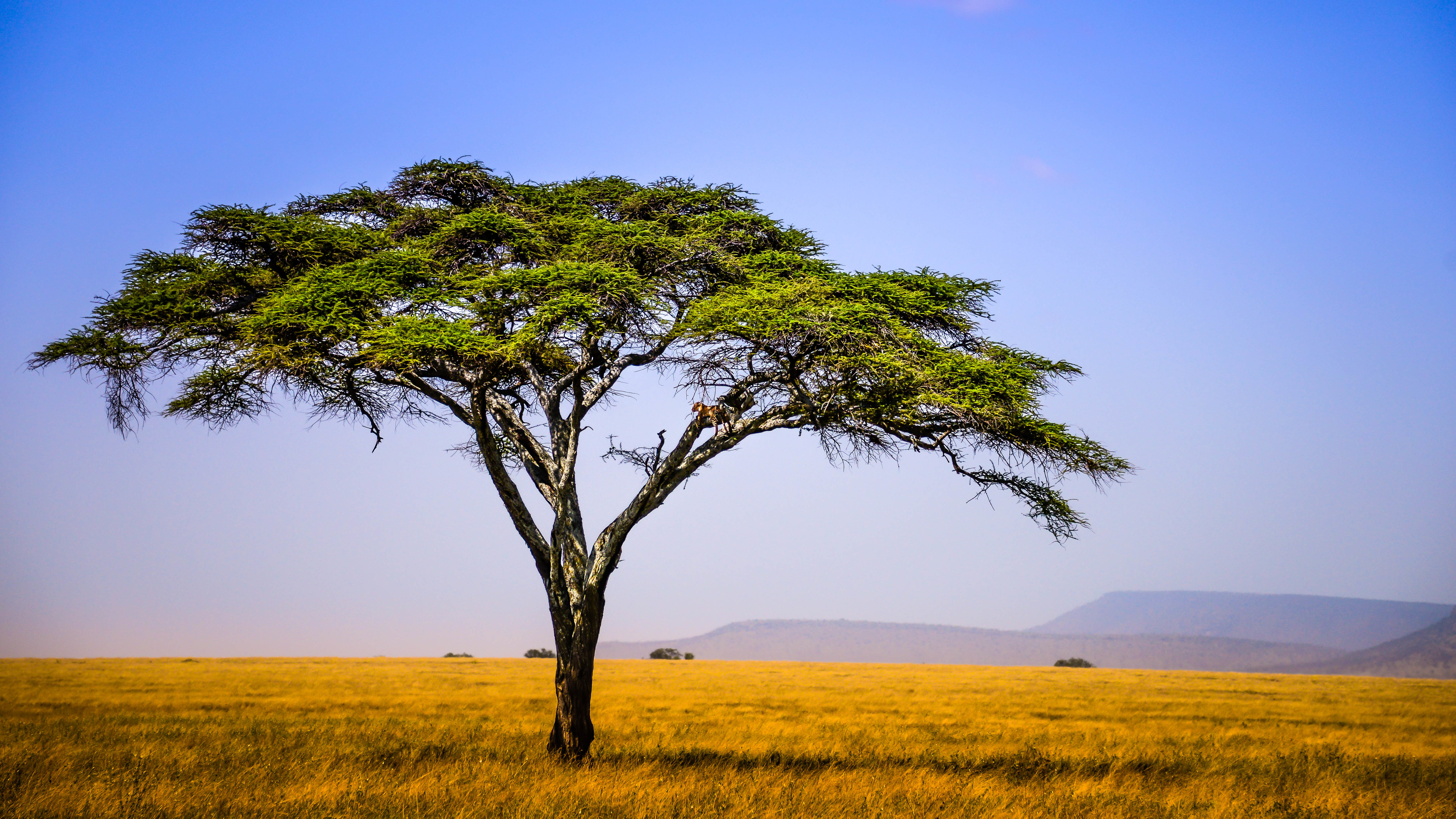 Image Tanzania East Africa Nature Sky Fields Meadow Trees 6440x3623