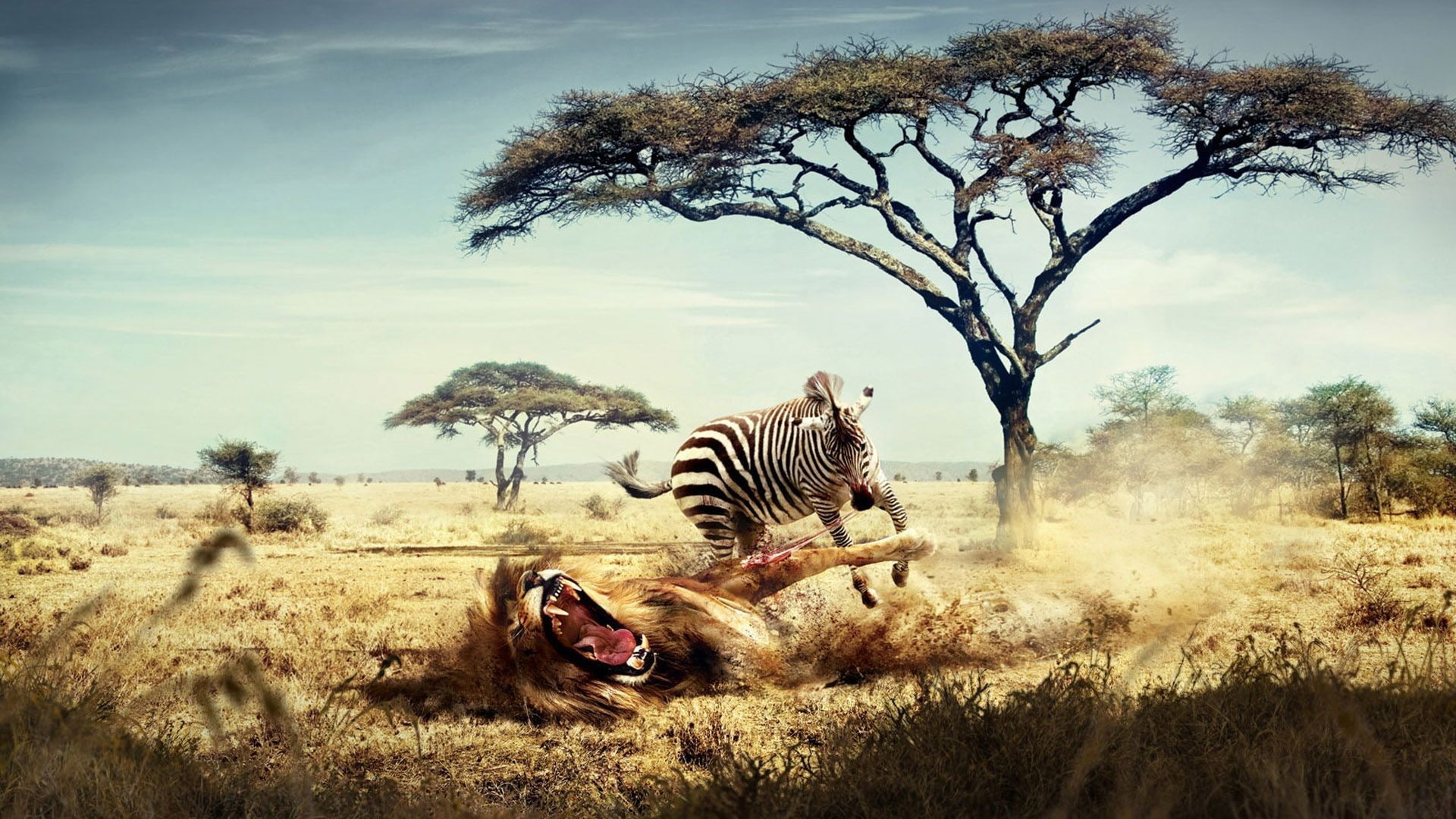 Wallpaper / nature, fantasy art, lion, Africa, hunter, trees, 1080P, savannah, animals, zebras, humor, artwork free download