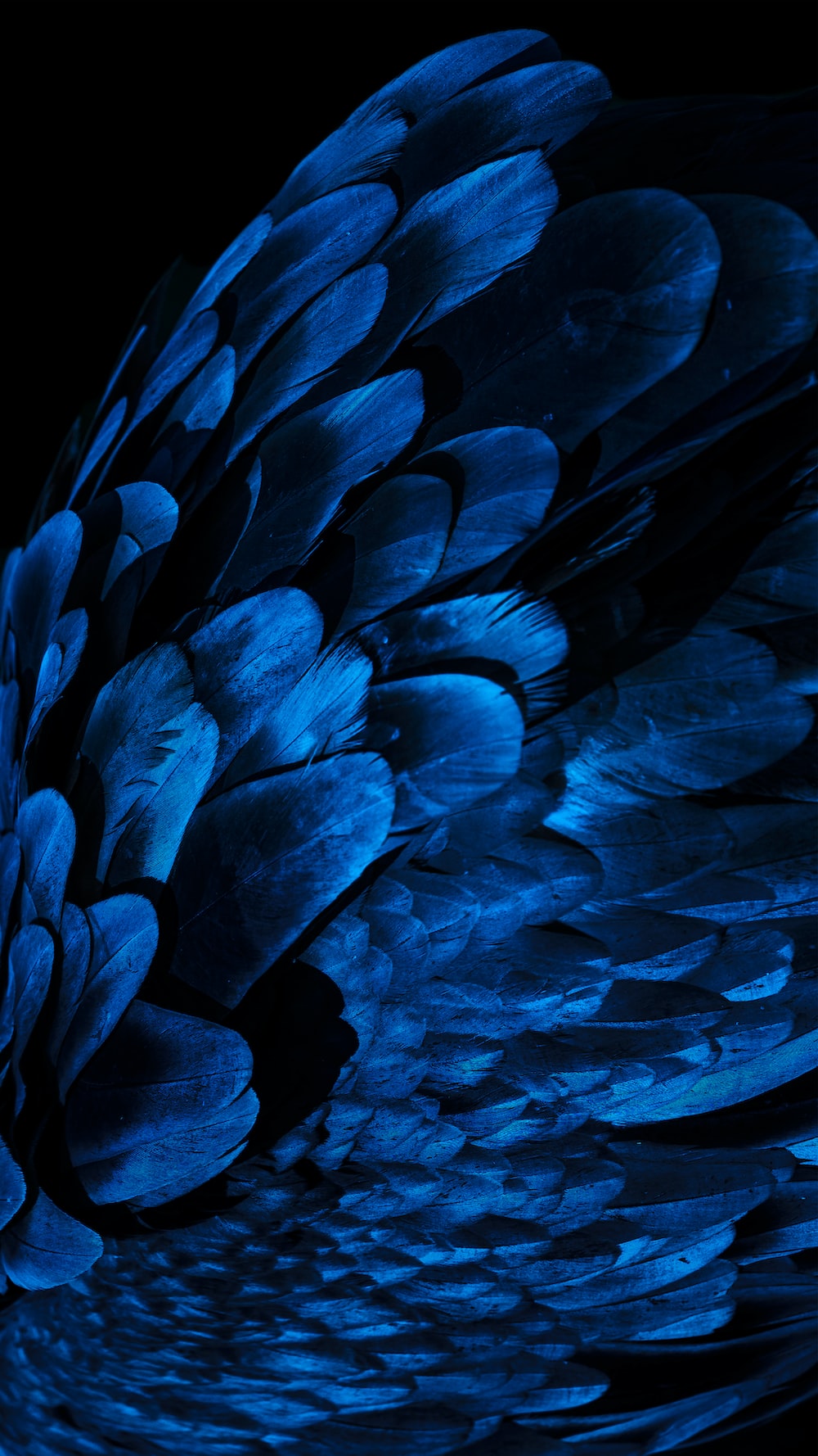 Blue Feather Picture. Download Free Image
