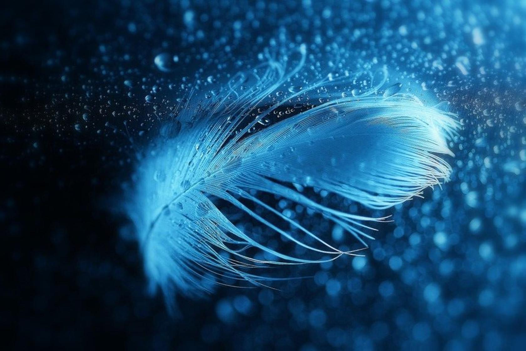 Blue Feather Wallpaper Free Blue Feather Background