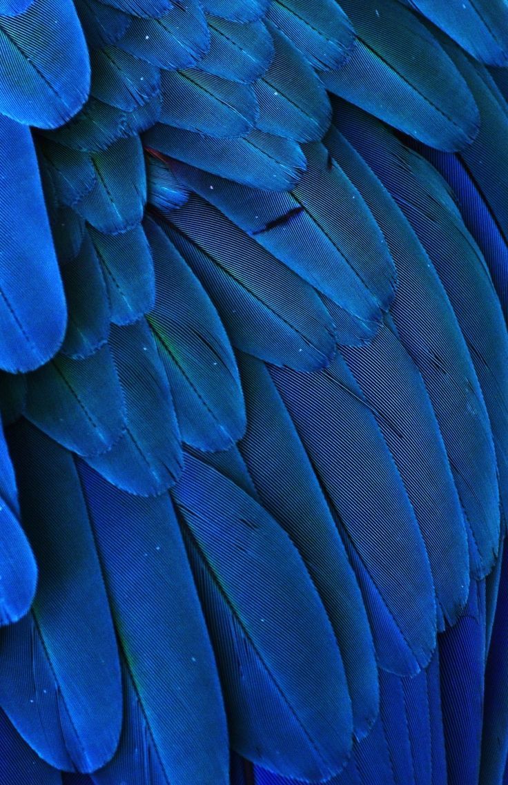Free download Macro photograph of the feathers of a Blue and Yellow Macaw [736x1137] for your Desktop, Mobile & Tablet. Explore Blue Feather Wallpaper. Peacock Feather Wallpaper, Feather Wallpaper, Feather Wallpaper