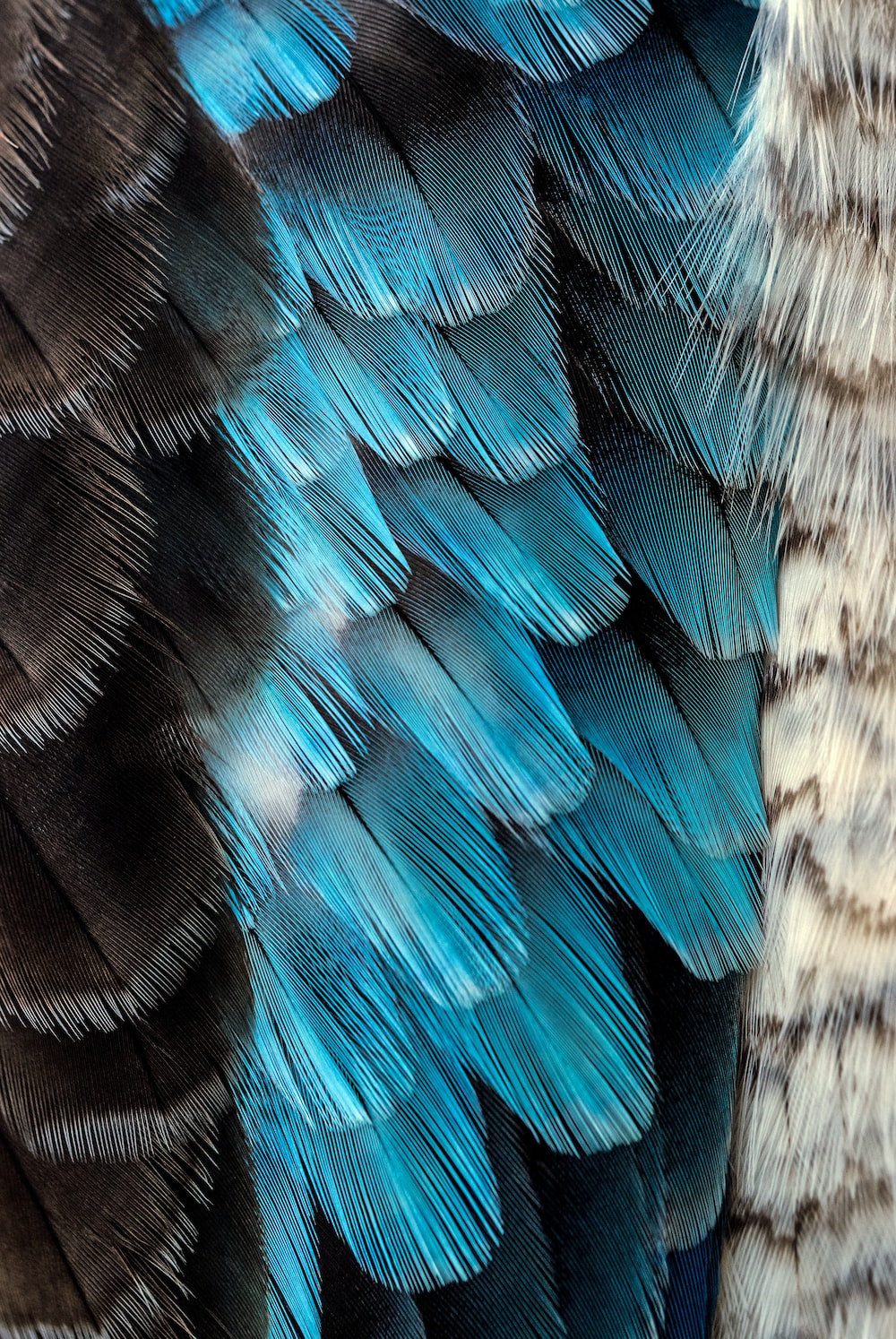 Blue Feather Picture. Download Free Image