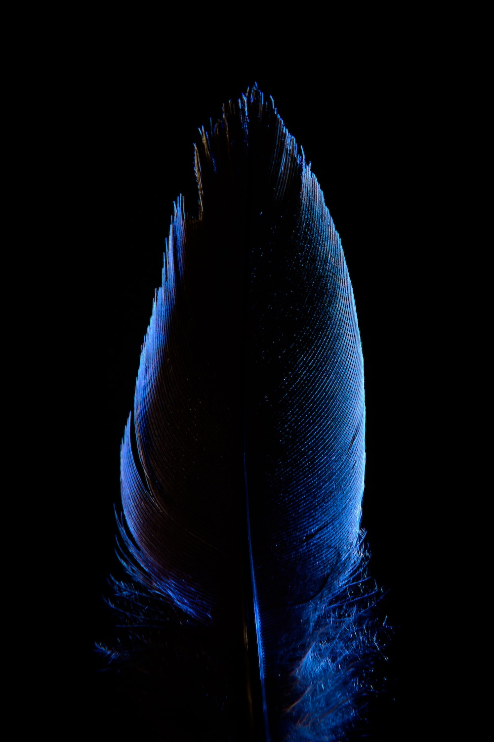Blue Feather Wallpapers - Wallpaper Cave
