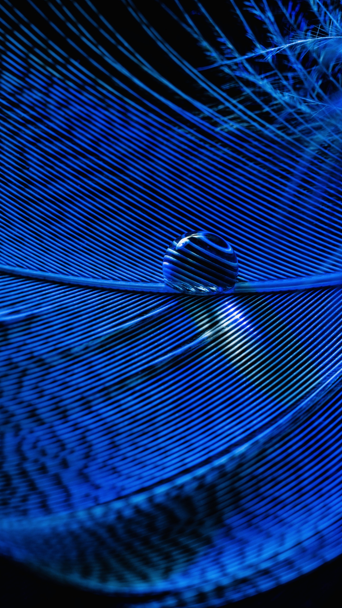 Blue Feather Wallpaper 4K, Macro, Water drop, Photography