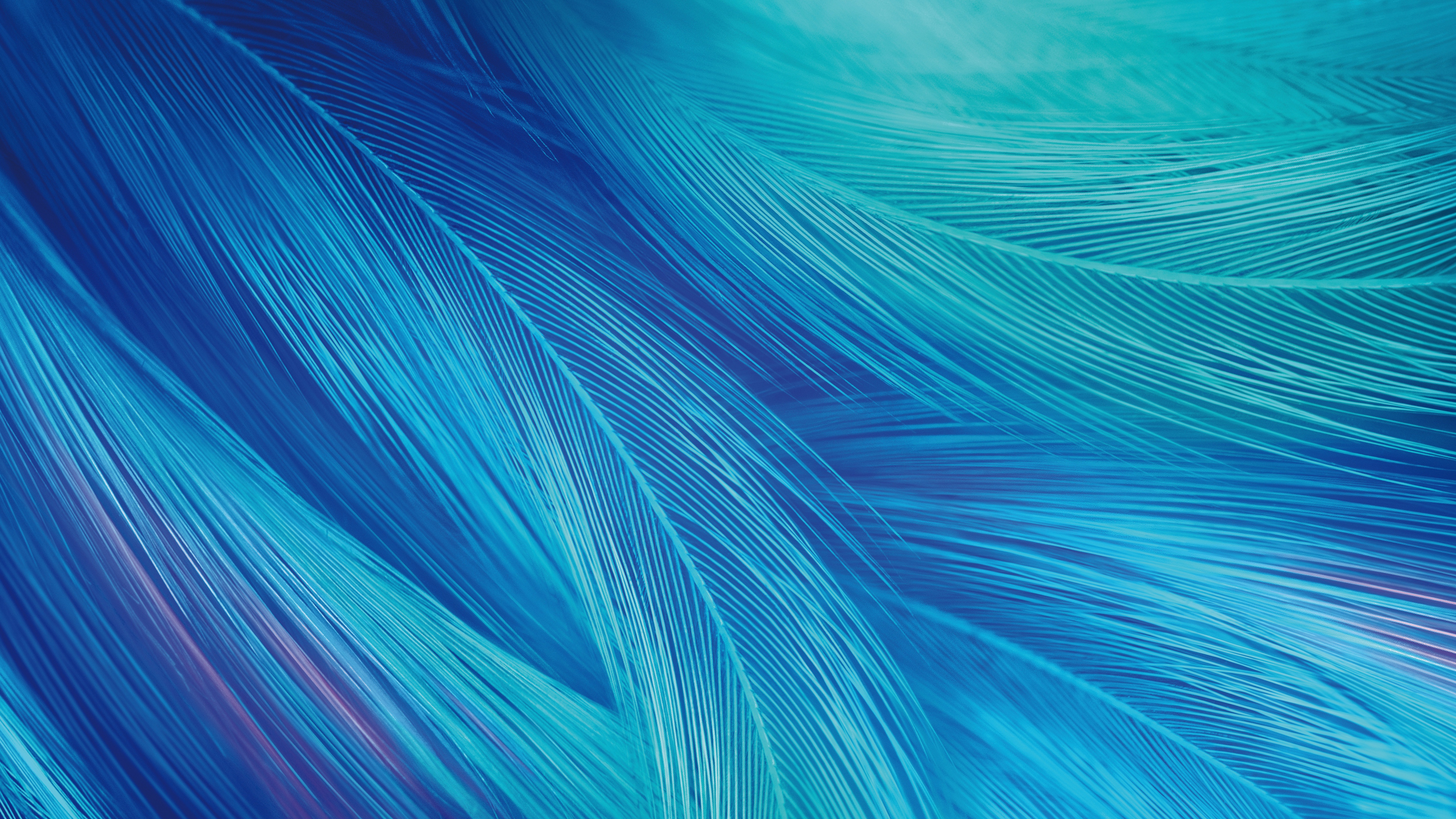 Feathers Wallpaper 4K, CGI, Blue, Teal, Stock, Abstract