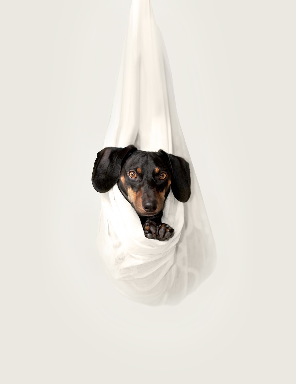 Sausage Dog Picture. Download Free Image