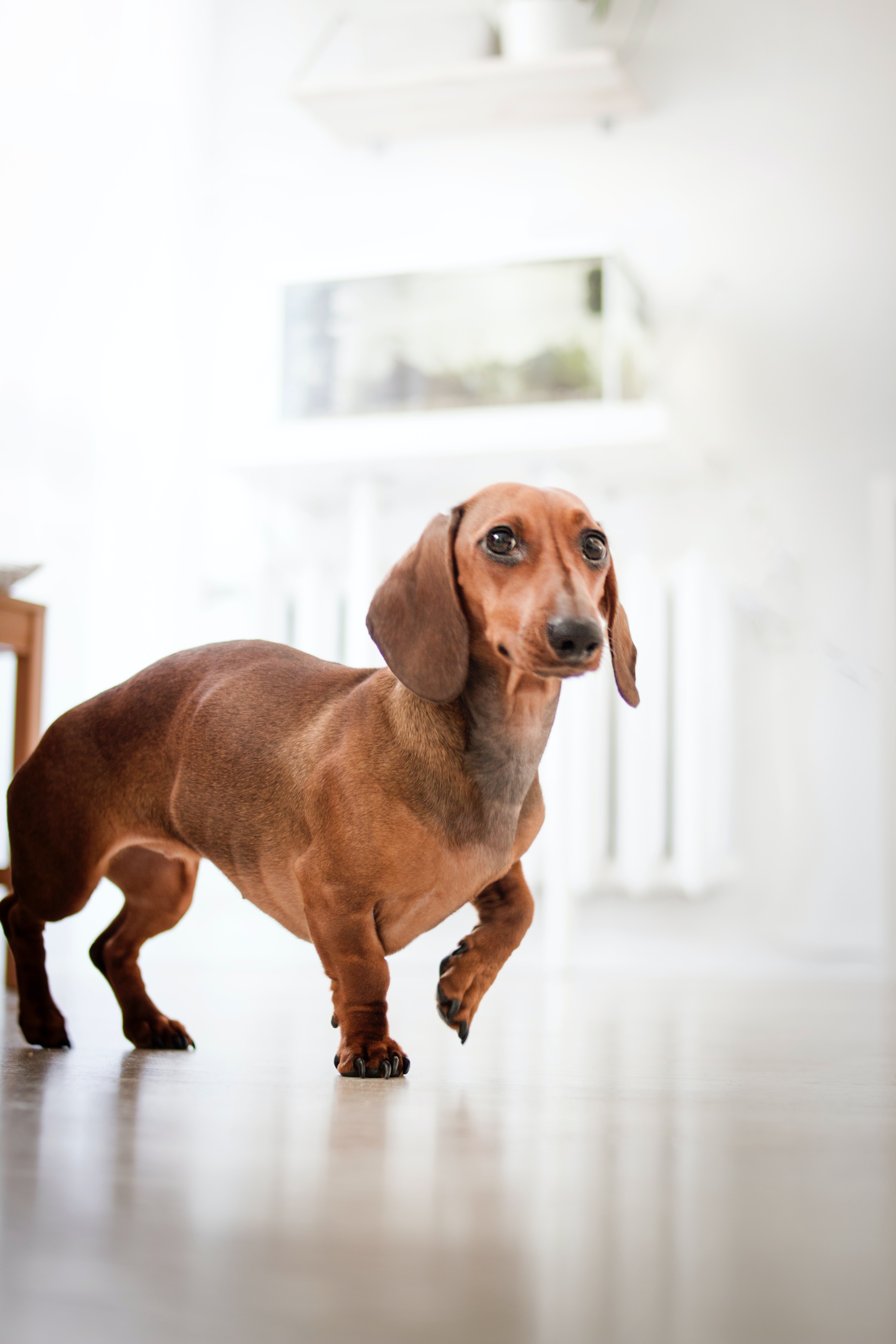 Dachshund Photo, Download The BEST Free Dachshund & HD Image
