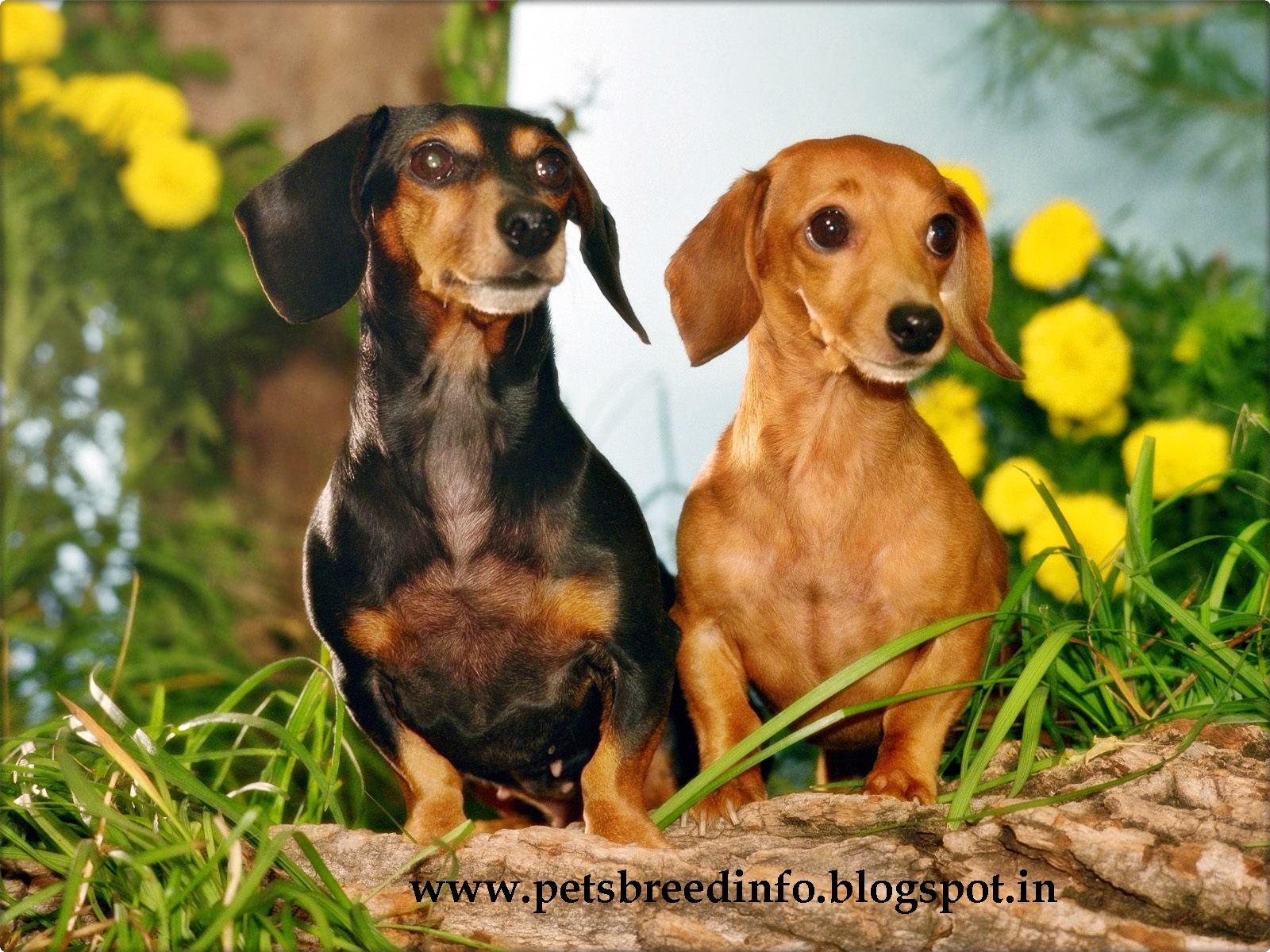 Dachshund Wallpaper Free