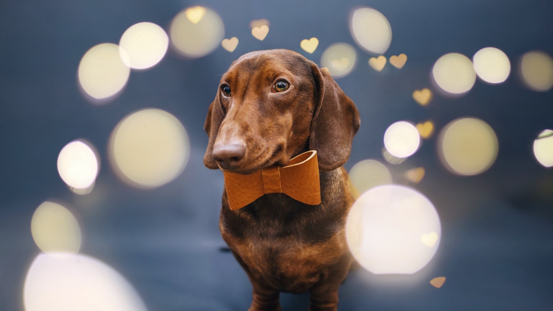 Wallpaper / Dog, Animals, Dachshund, Bow Tie Free Download
