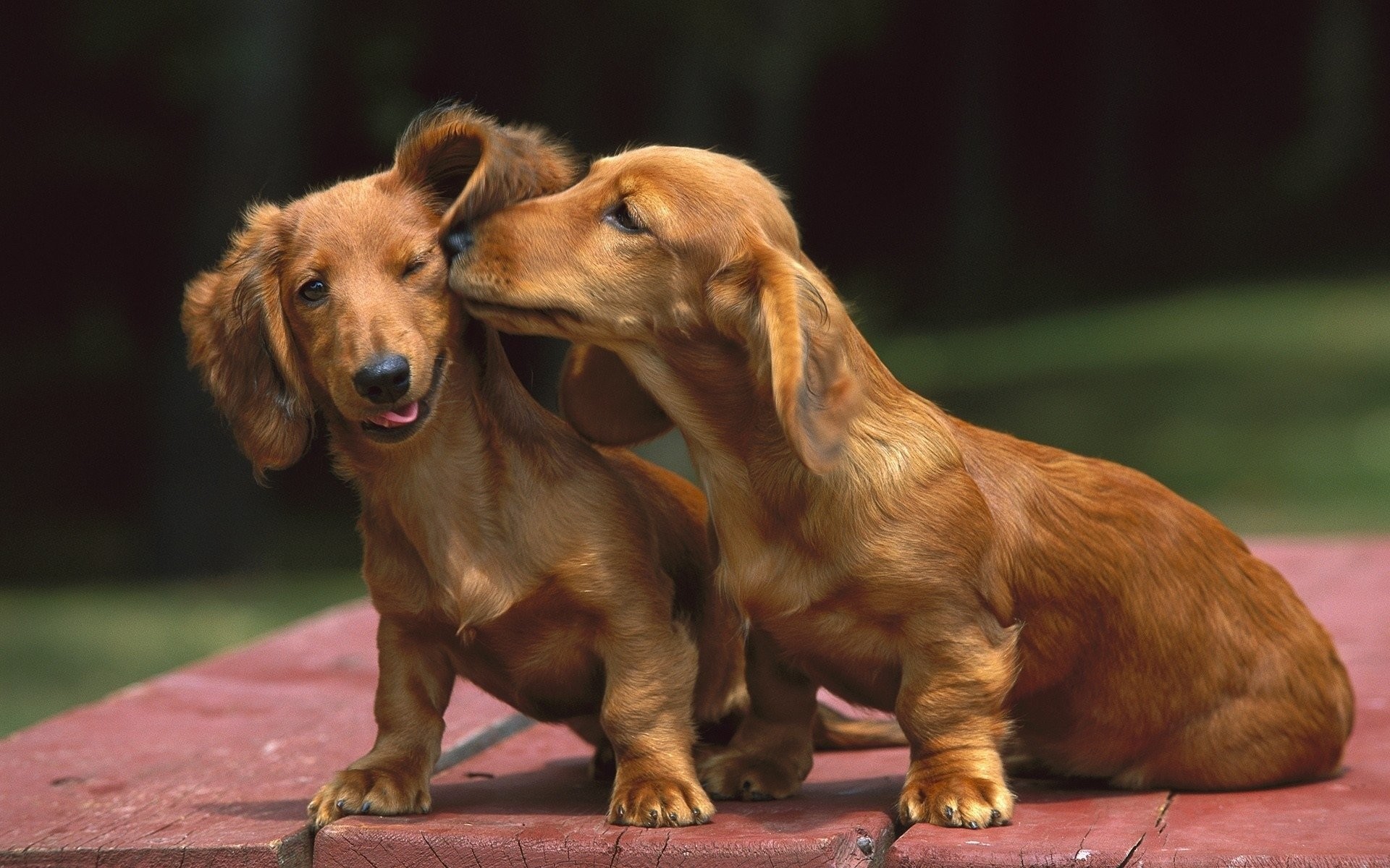 Weiner Dog Wallpaper