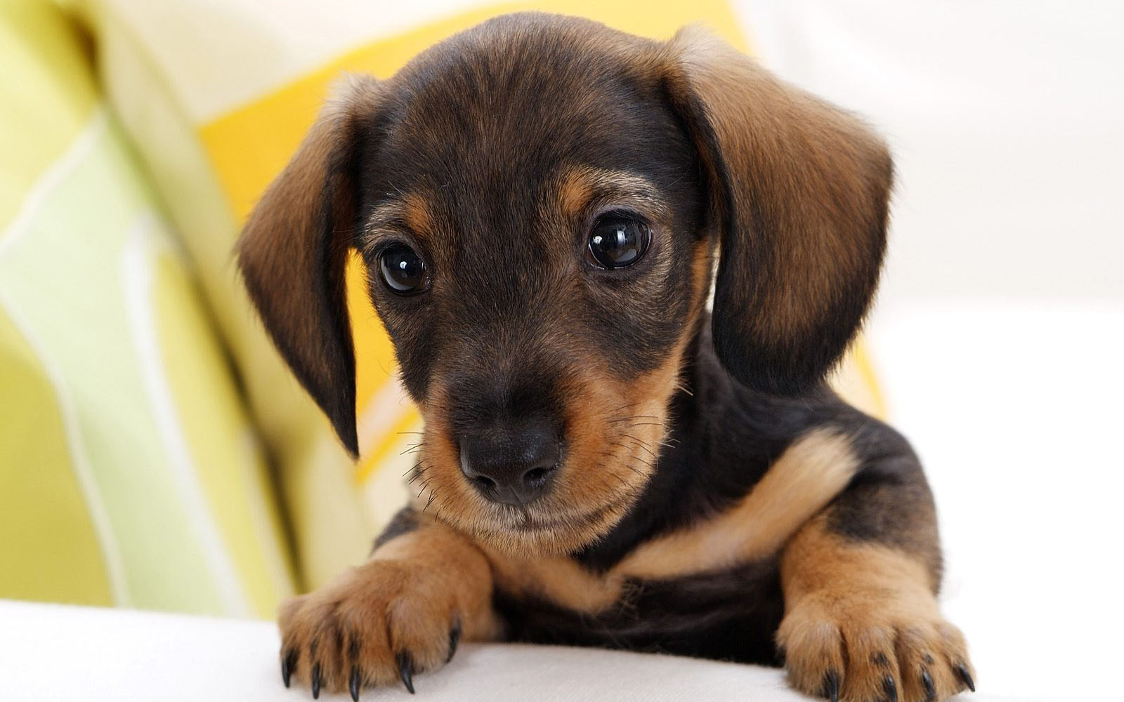 Dachshund Wallpaper