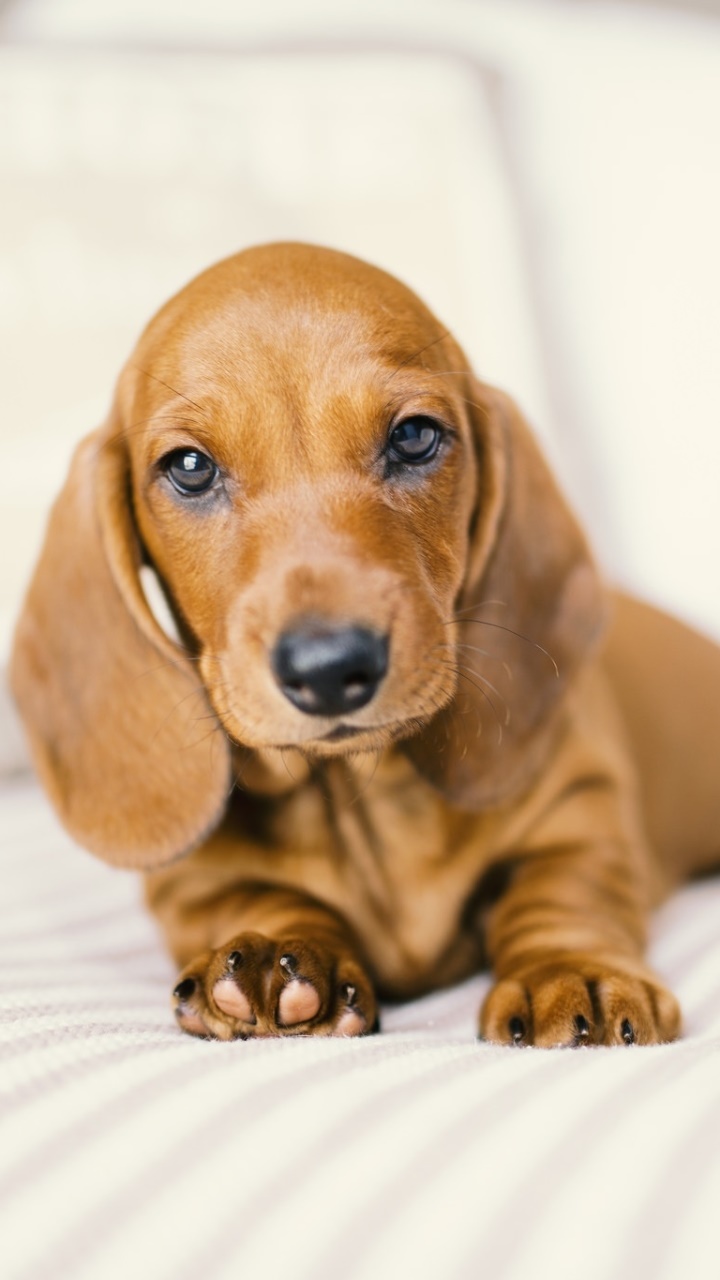 Wallpaper / Animal Dachshund Phone Wallpaper, Puppy, Baby Animal, Dog, 720x1280 free download