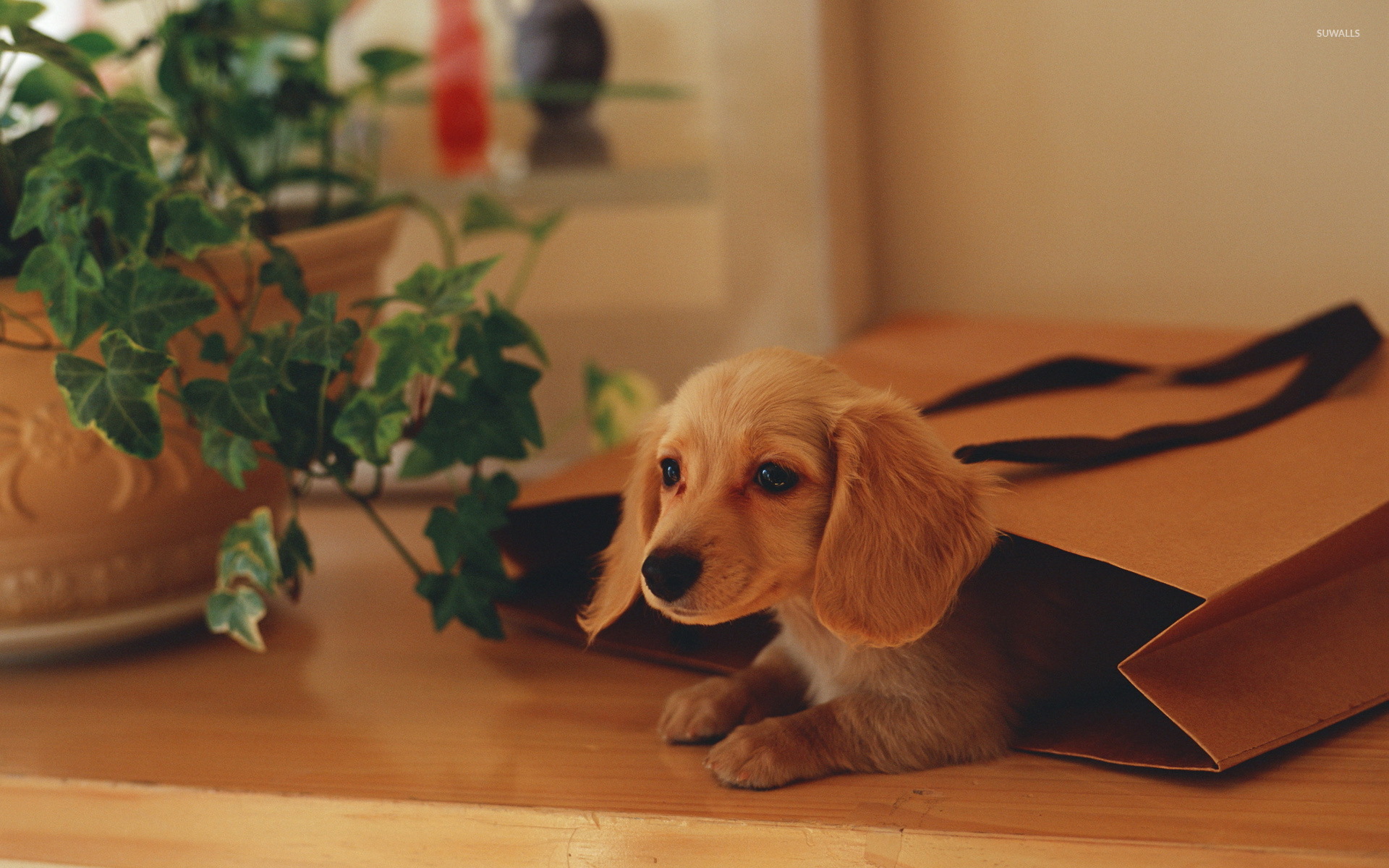 Dachshund Puppy wallpaper