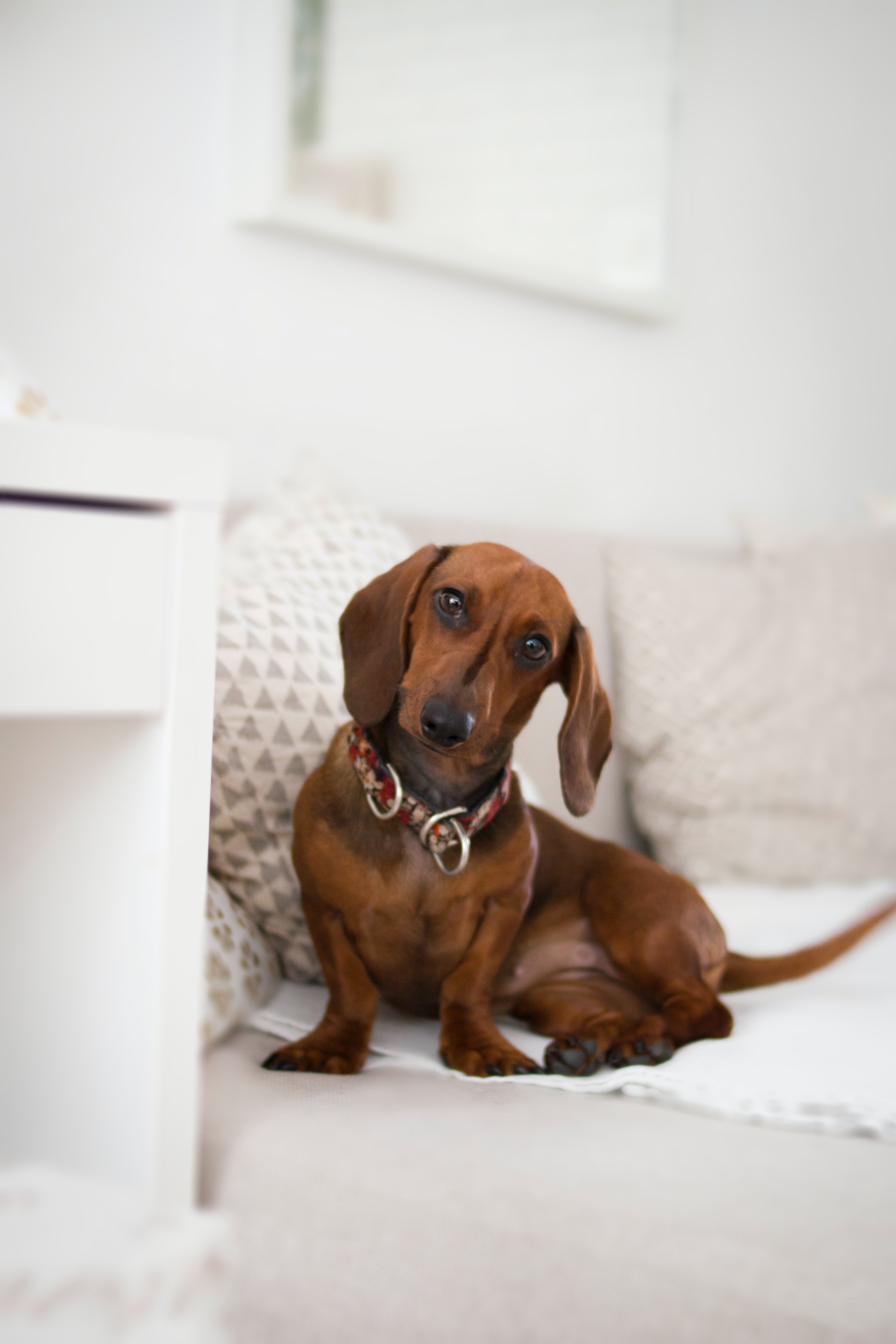 Dachshund Photo, Download The BEST Free Dachshund & HD Image