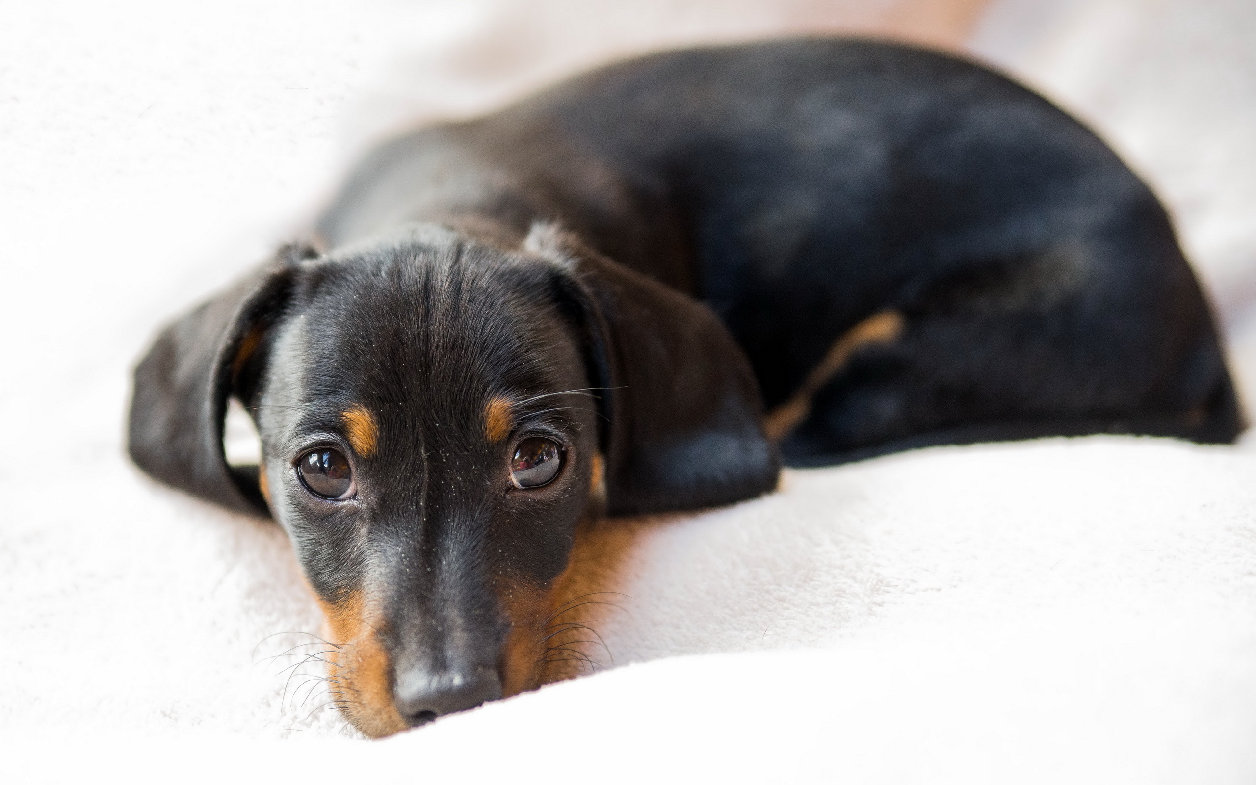 Dachshund dog 1080P, 2k, 4k HD wallpaper, background free download