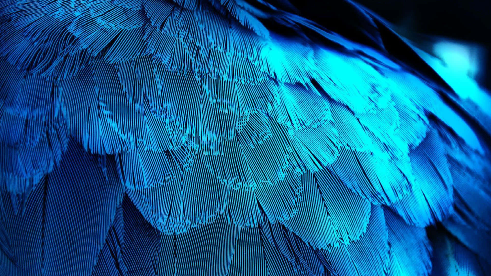 Download A Close Up Of A Blue Feather