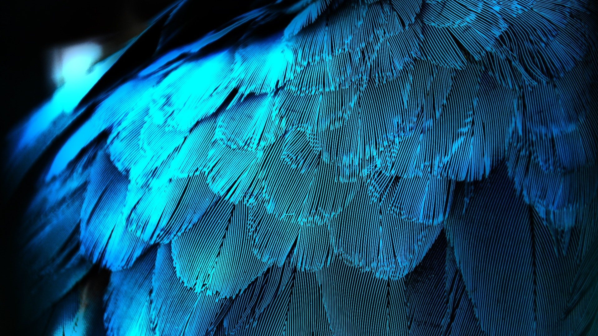 Free download 1920x1080 Electric Blue Feathers desktop PC and Mac wallpaper [1920x1080] for your Desktop, Mobile & Tablet. Explore Feather Wallpaper. Peacock Feather Wallpaper, Feather Wallpaper, Feather Dragon Wallpaper