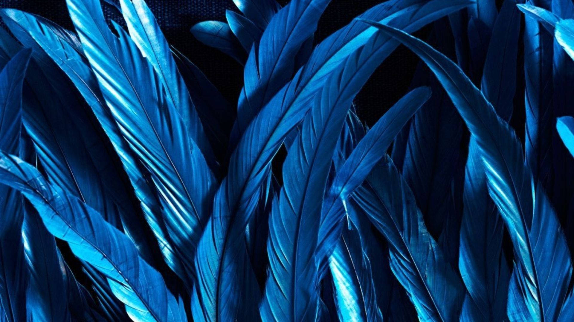 Download Neon Blue Feathers Wallpaper