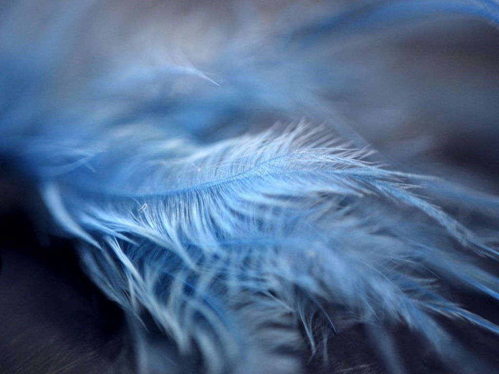 Free download Free download Blue Feathers Wallpaper WALLSISTAHCOM Feathers [1024x768] for your Desktop, Mobile & Tablet. Explore Blue Feather Wallpaper. Peacock Feather Wallpaper, Feather Wallpaper, Feather Wallpaper