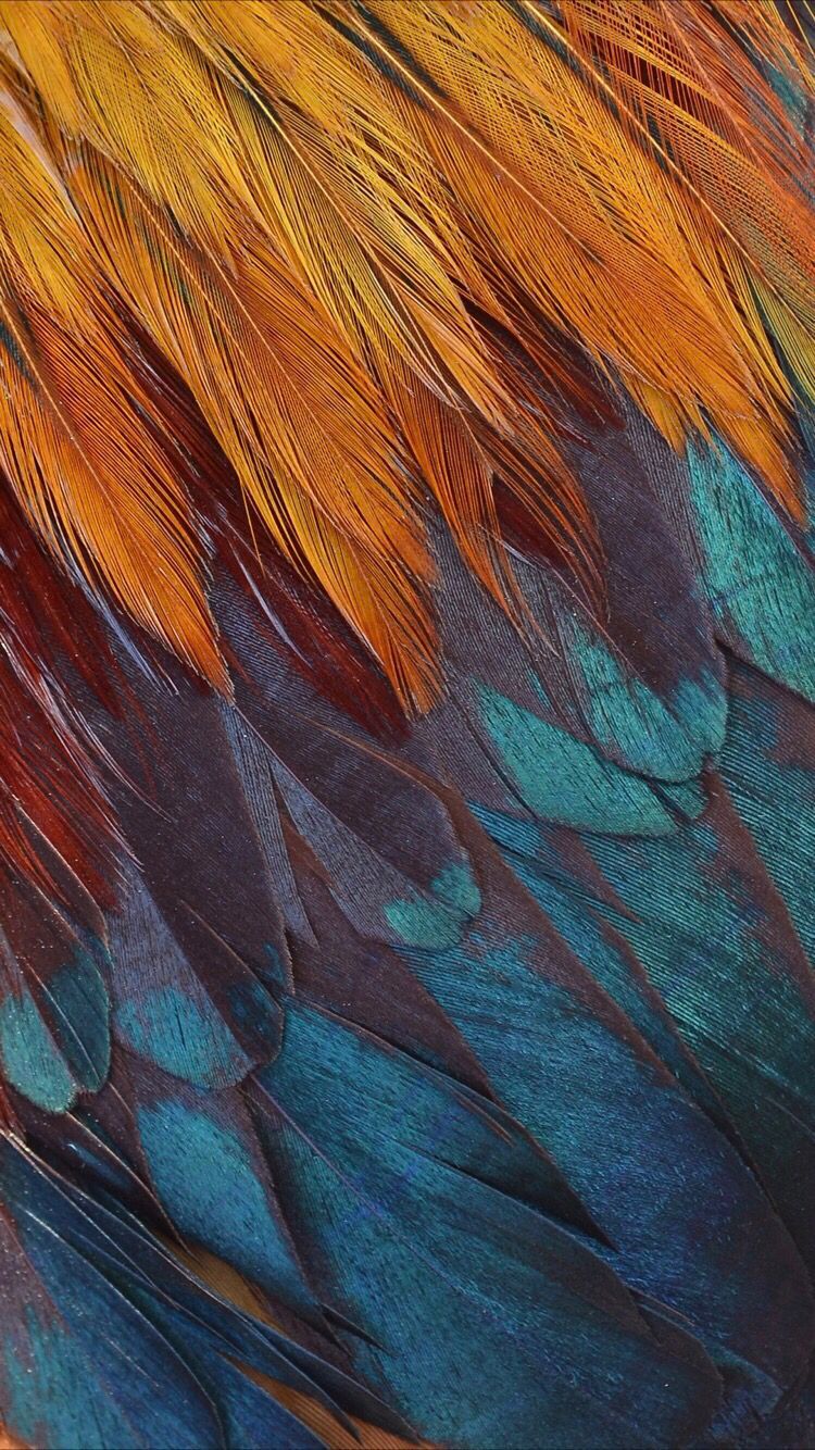 Feather iPhone Wallpaper Free Feather iPhone Background