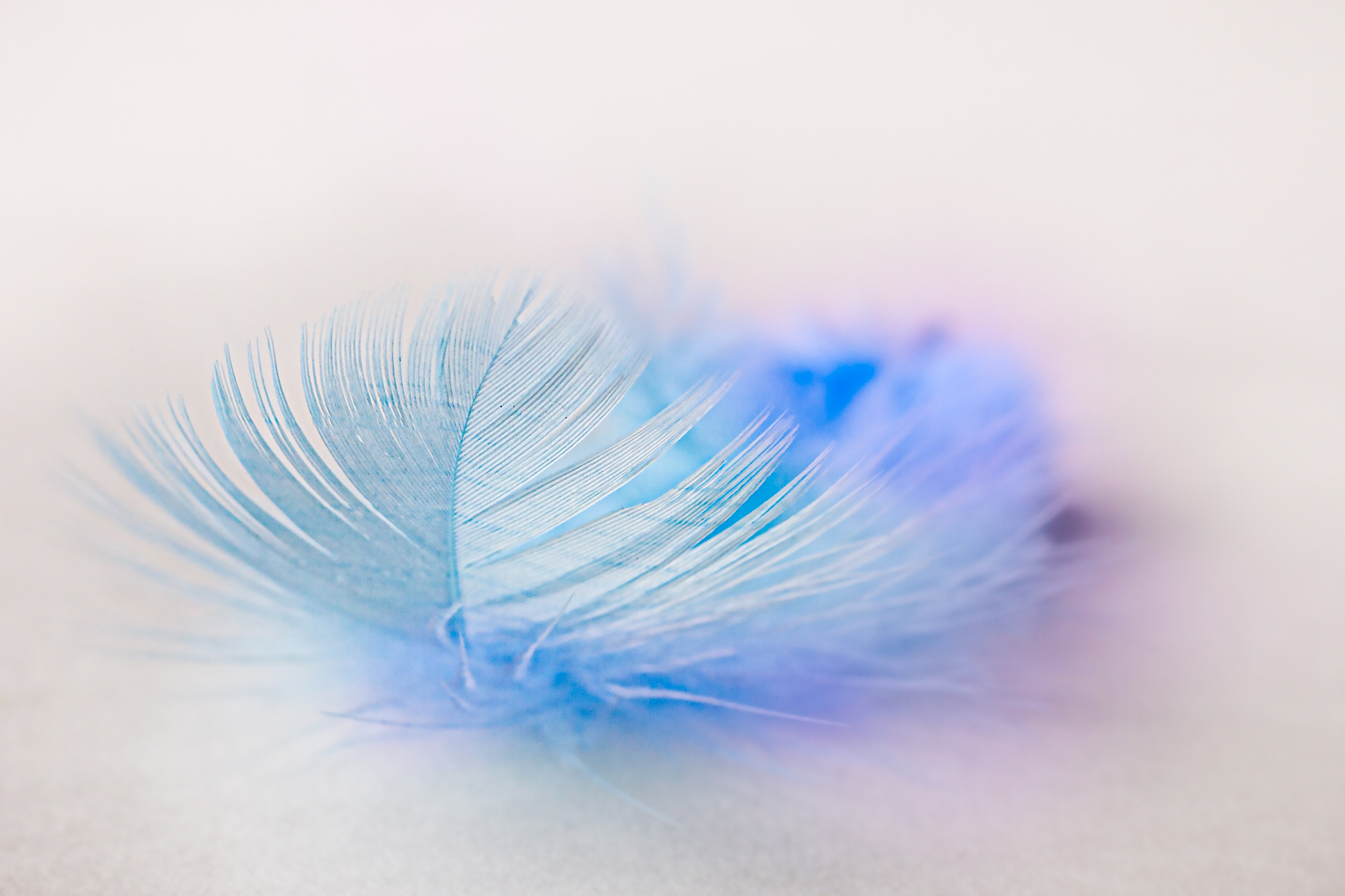 Light blue feather on white background Desktop wallpaper 1024x600