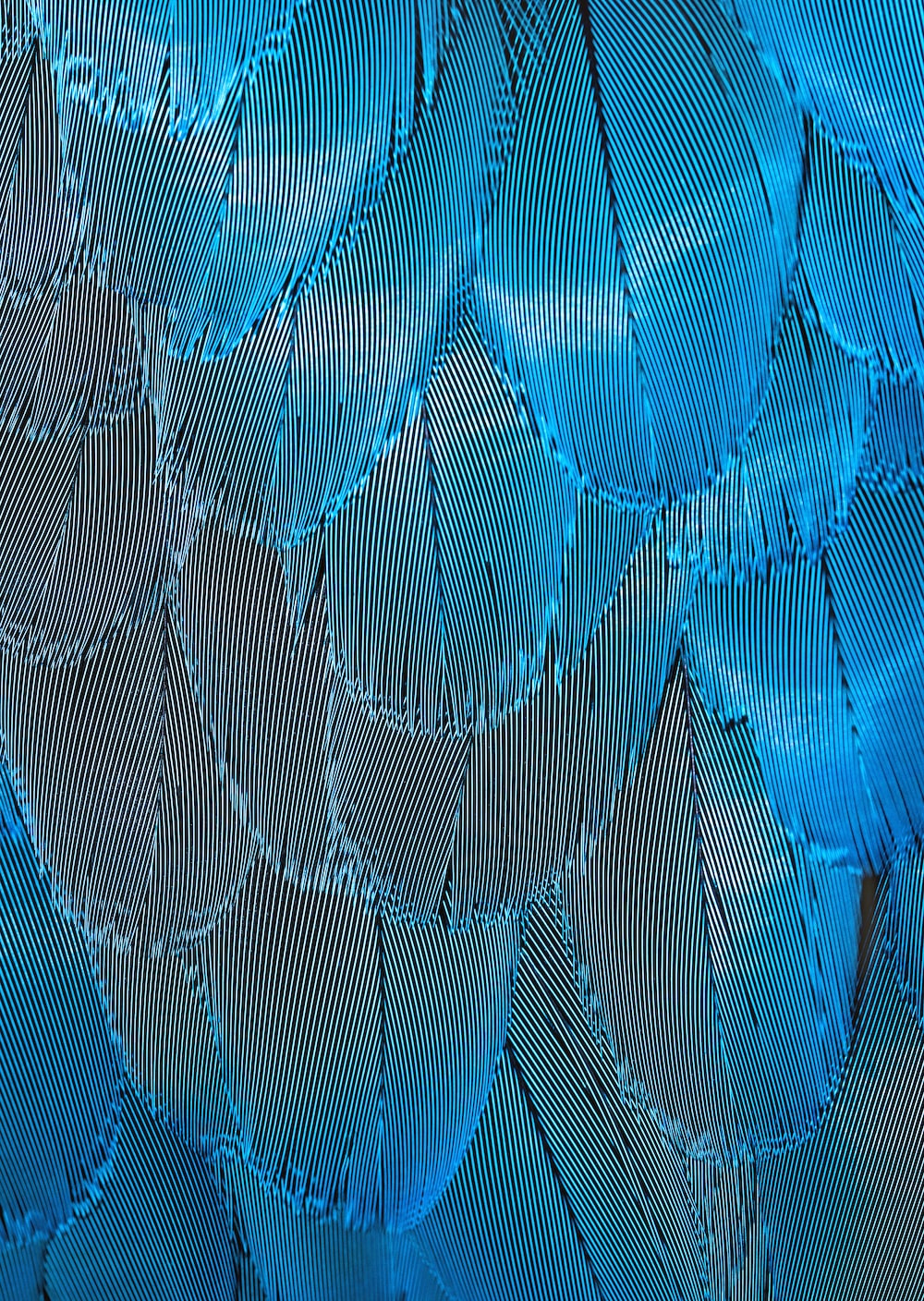 Blue Feather Picture. Download Free Image