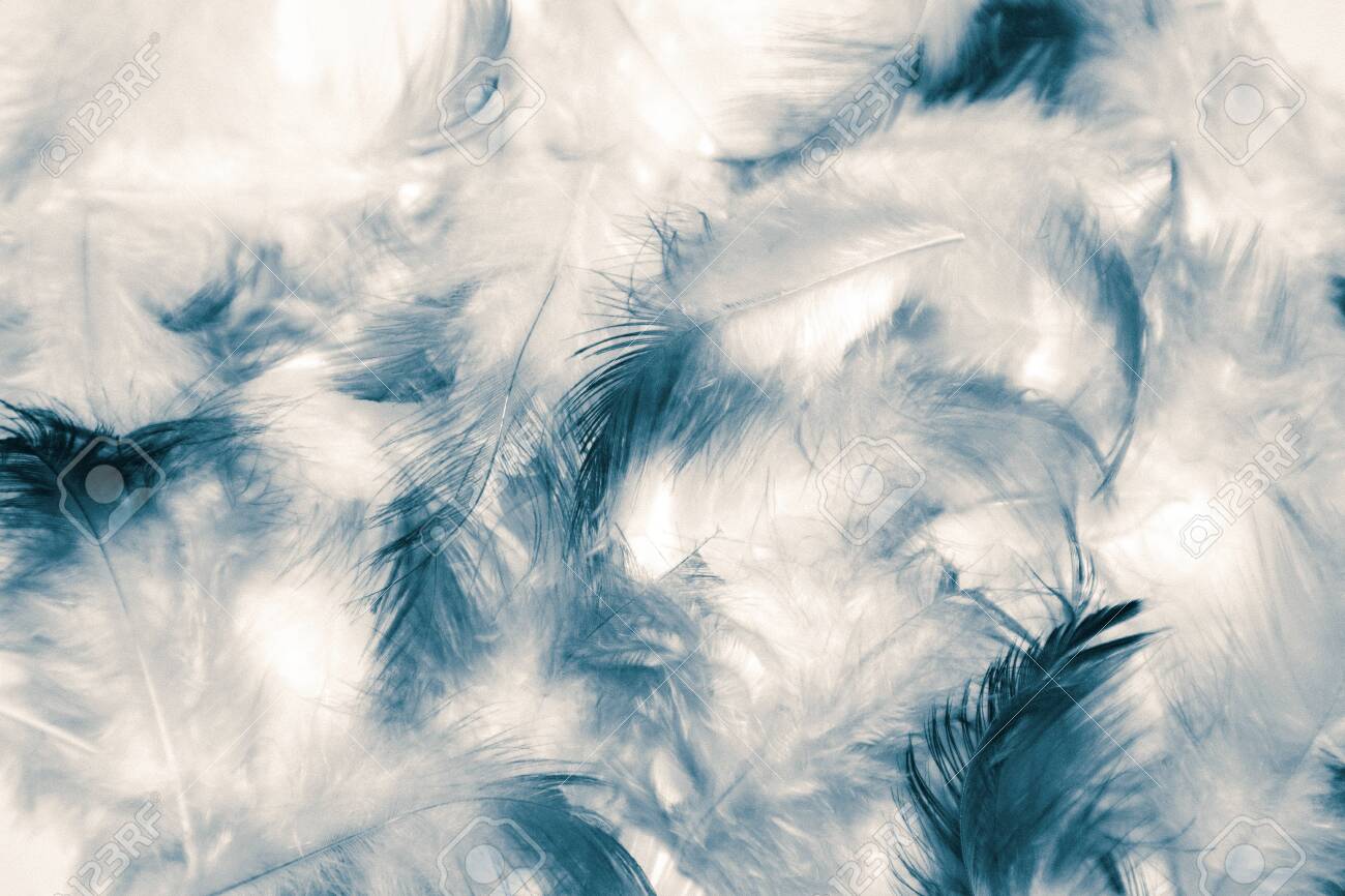 Free download Beautiful Abstract Color White And Blue Feathers Isolated On [1300x866] for your Desktop, Mobile & Tablet. Explore Blue Feather Wallpaper. Peacock Feather Wallpaper, Feather Wallpaper, Feather Wallpaper