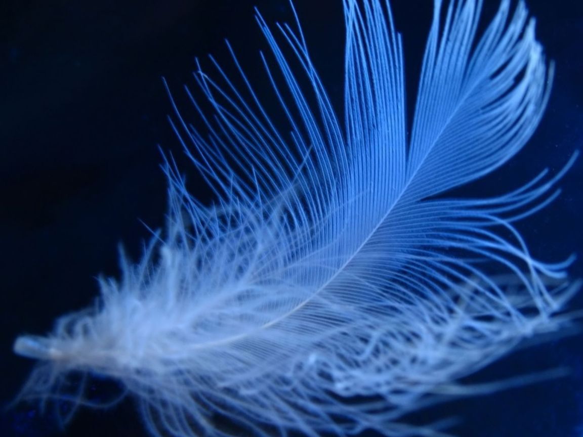 Neon Feather Wallpaper Free Neon Feather Background