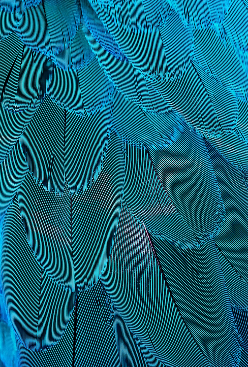 Blue Feather Picture. Download Free Image