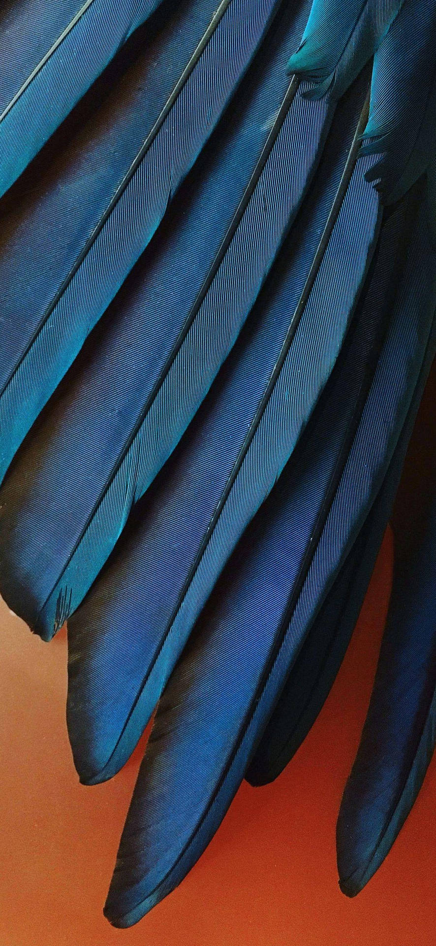 Download iPhone 12 Pro Blue Feathers Wallpaper